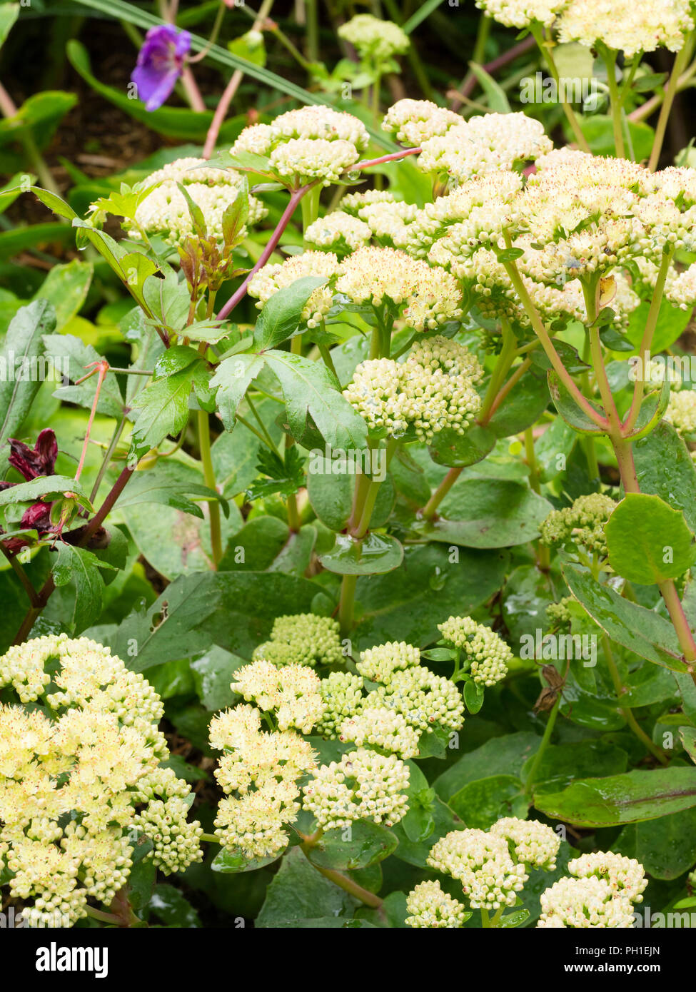 Pallido, con punta rossa tarda estate di fiori perenni Sedum, Hylotelephium telephium subsp. massima 'SGooseberry Fool' Foto Stock