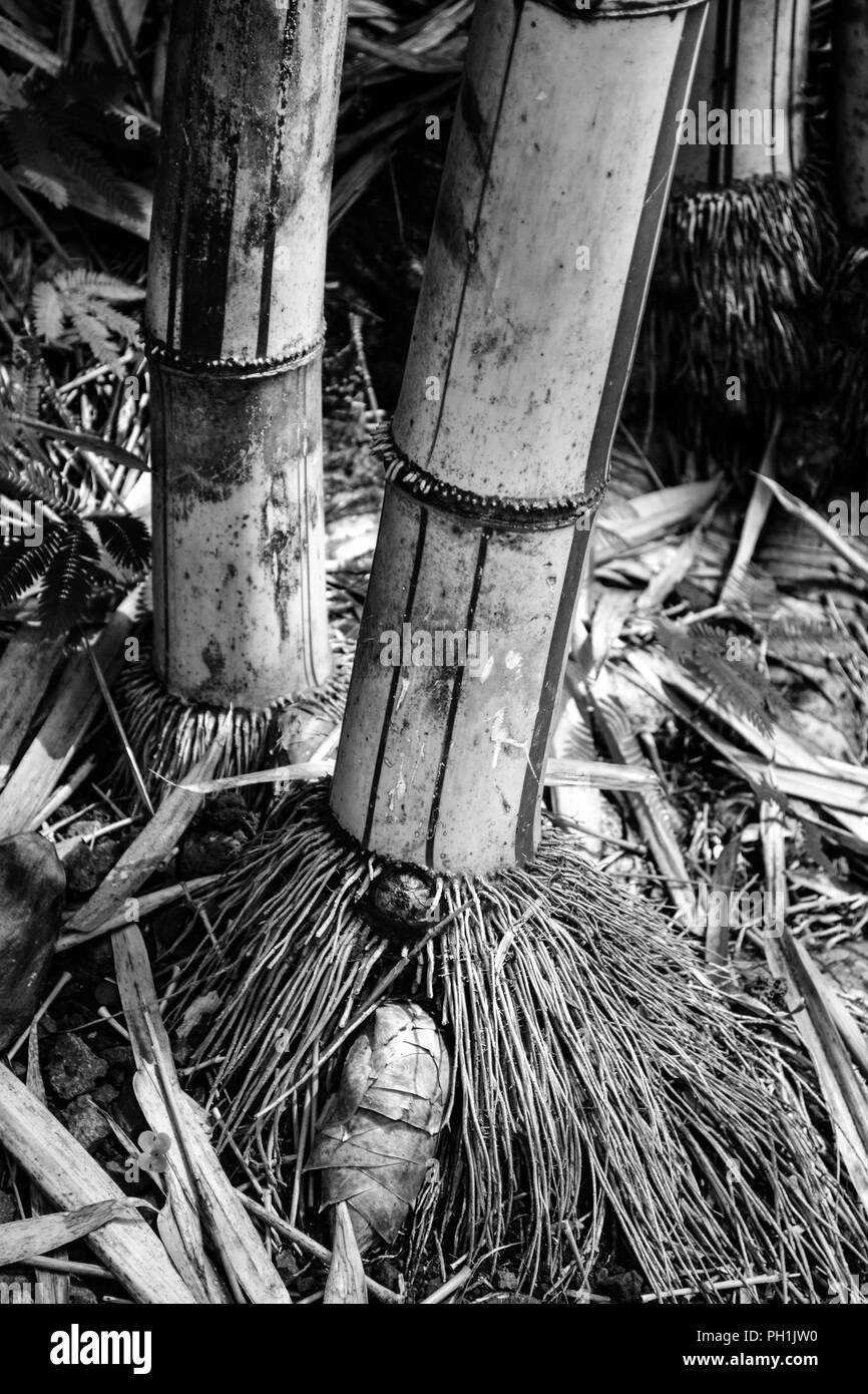 Vivax Greenstripe bamboo (Phyllostachys vivax f. aureocaulis) che mostra le radici fibrose in Kauai, Hawaii, Stati Uniti d'America - bianco e nero ad alto contrasto per foto Foto Stock