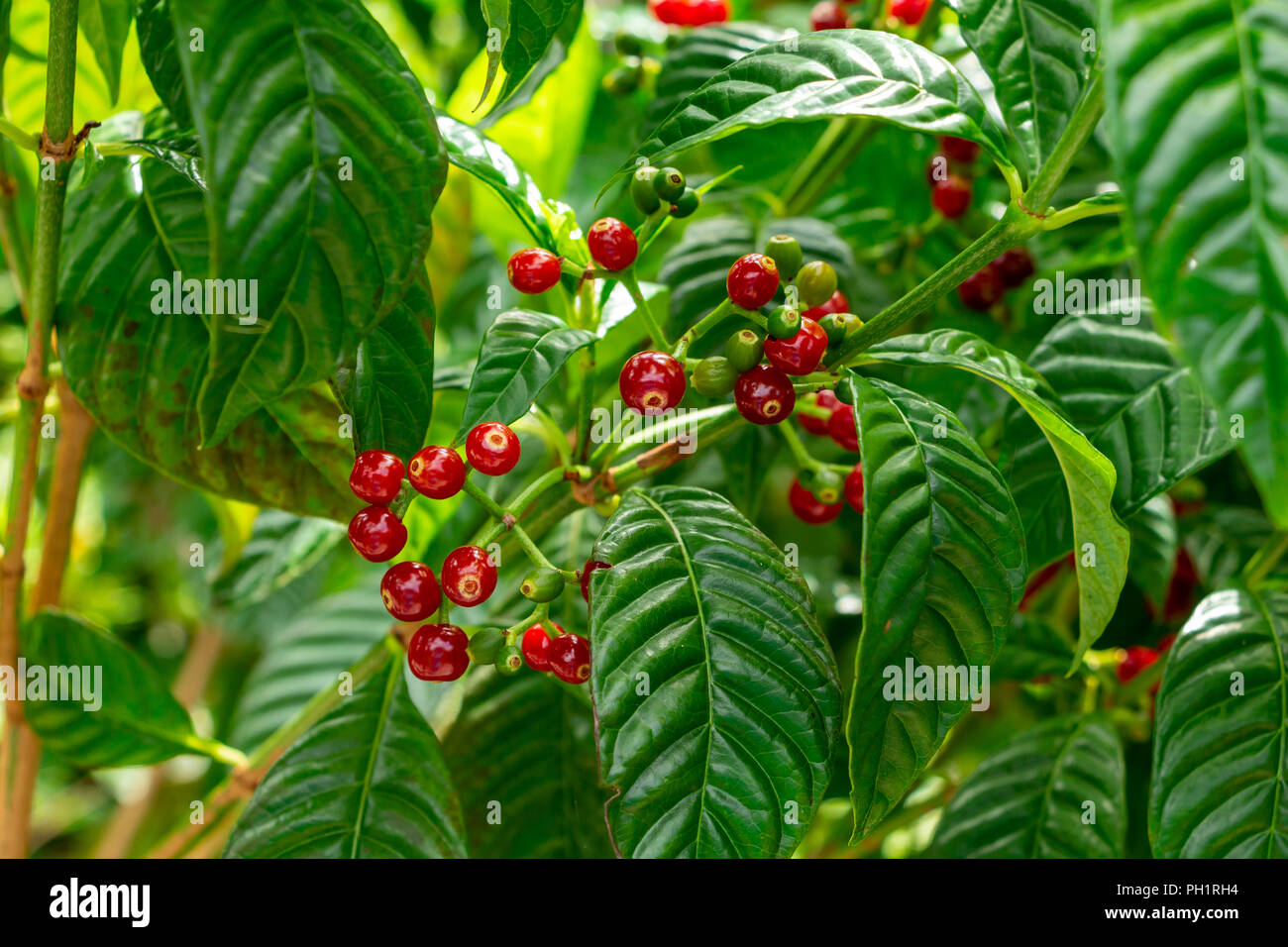 Caffè selvatico (Psychotria nervosa), primo piano della frutta rossa - Davie, Florida, Stati Uniti d'America Foto Stock