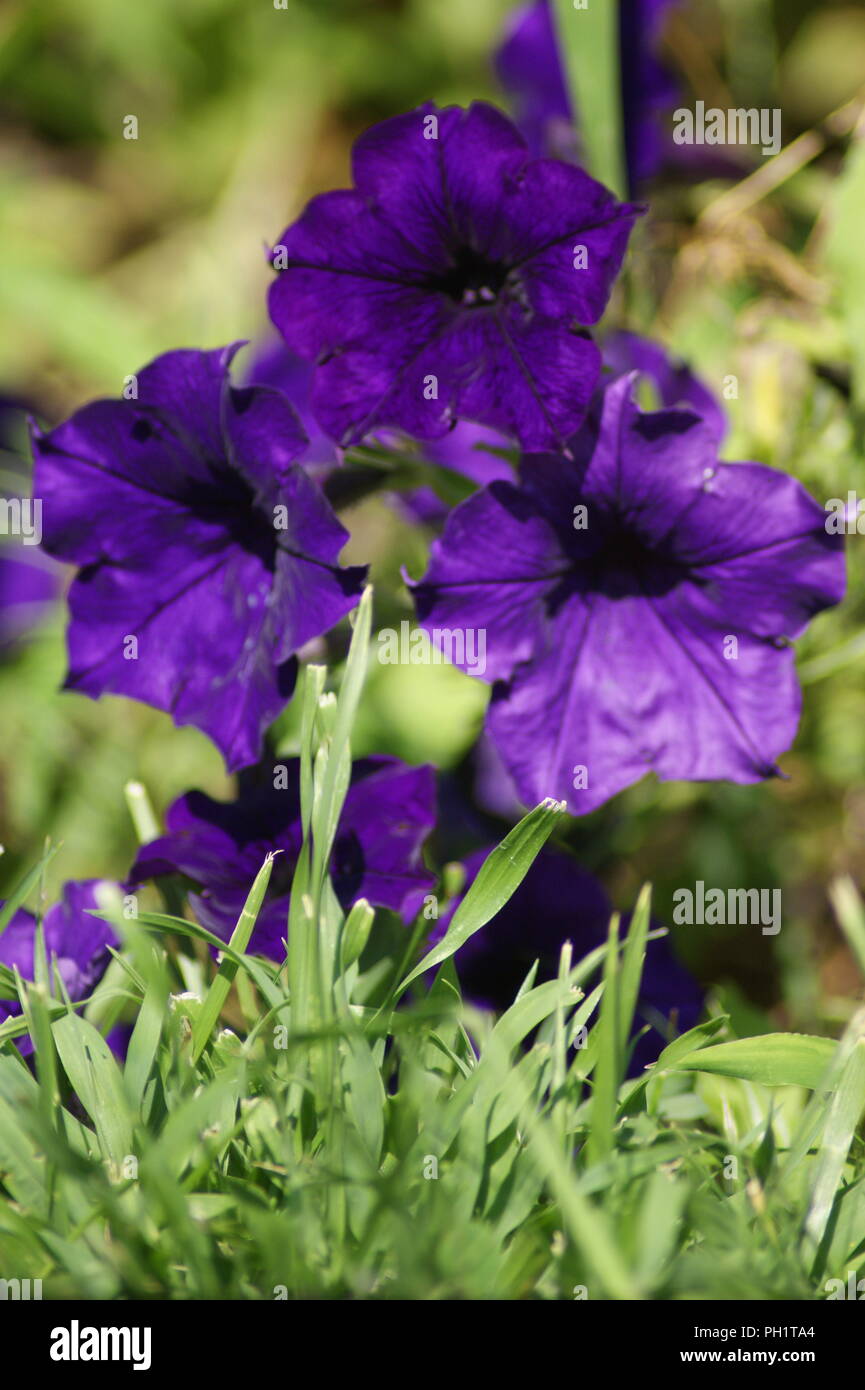 Viola fiore di petunia, fleur de petunia pourpre viola, Flor de petunia morado porpora, Petunie Blume purpur, Fleurs de jardin violette, pourpre Foto Stock
