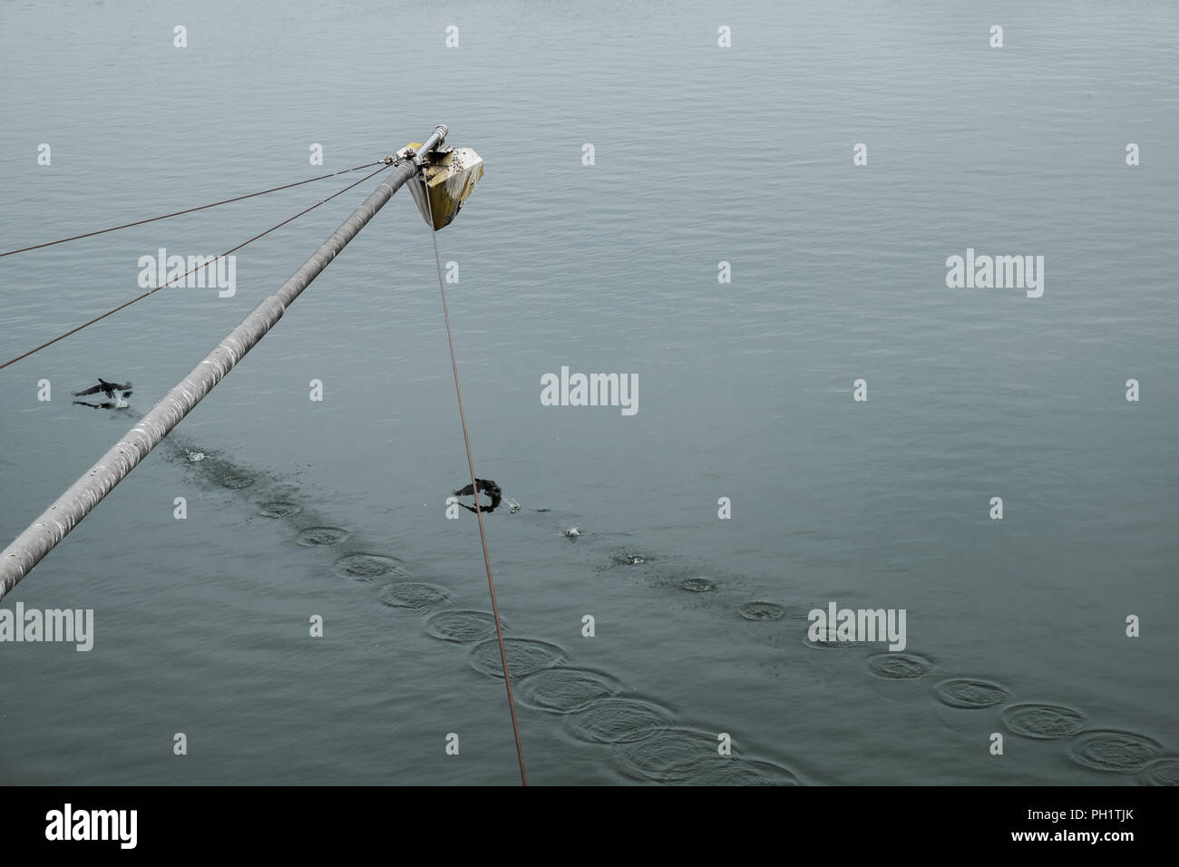 Un fiume con una lanterna e due uccelli lo sbarco e la creazione di alcuni cerchi Foto Stock
