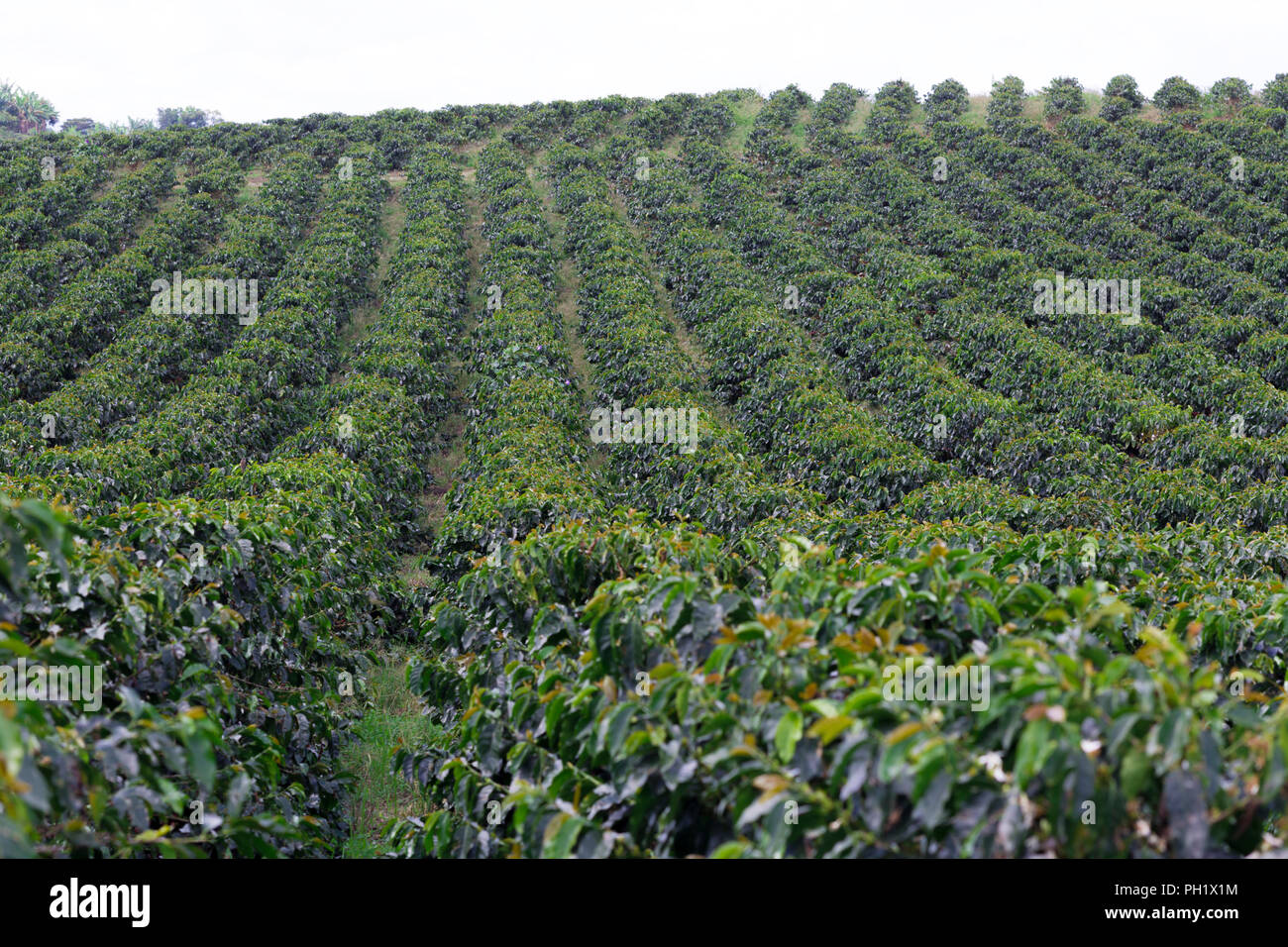 Caffè da agricoltura biologica agriturismo, piantagione di caffè in Colombia Foto Stock
