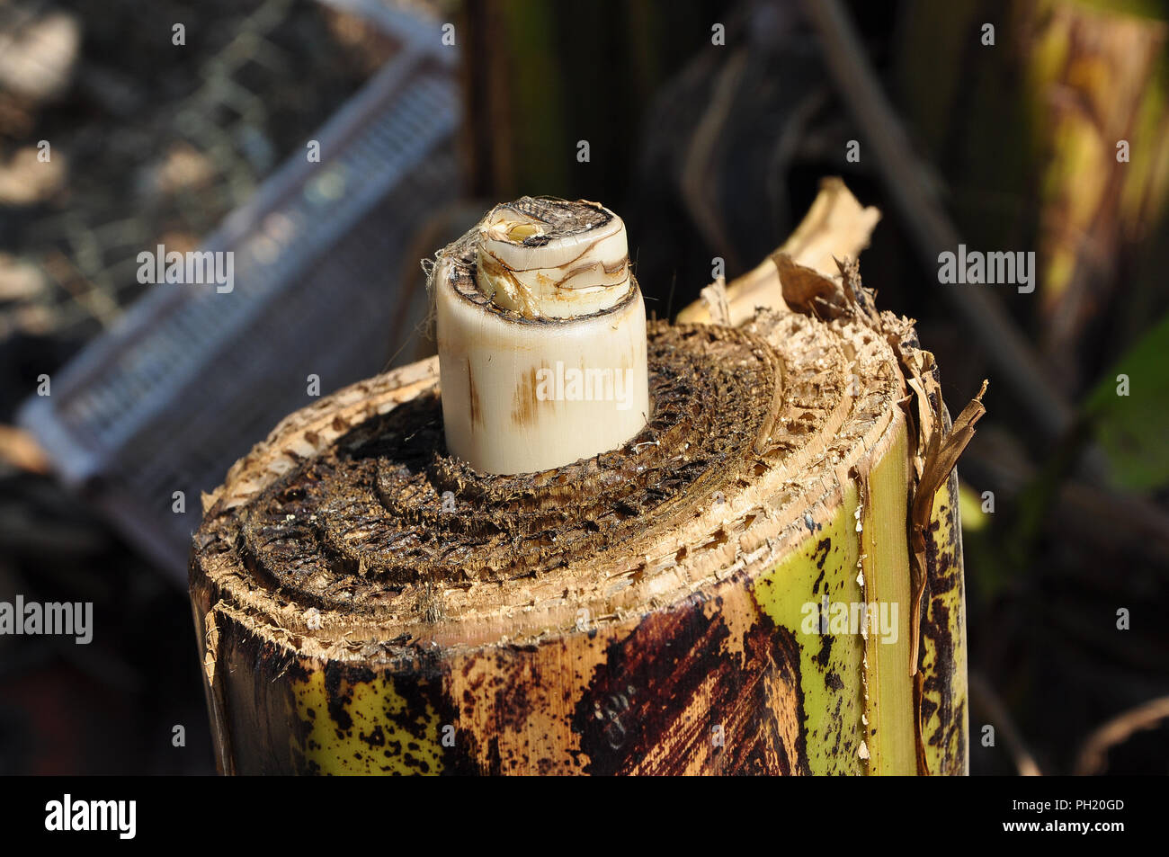 Outdoor impianto singolo Foto Stock