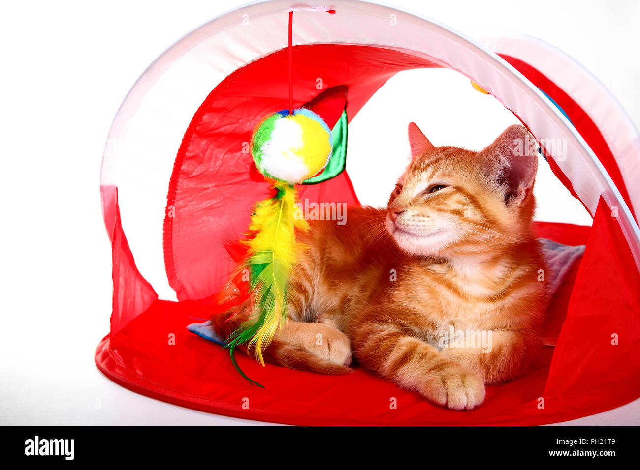 Lo zenzero sgombri tabby kitten sat in un'attività di cat tenda Foto Stock