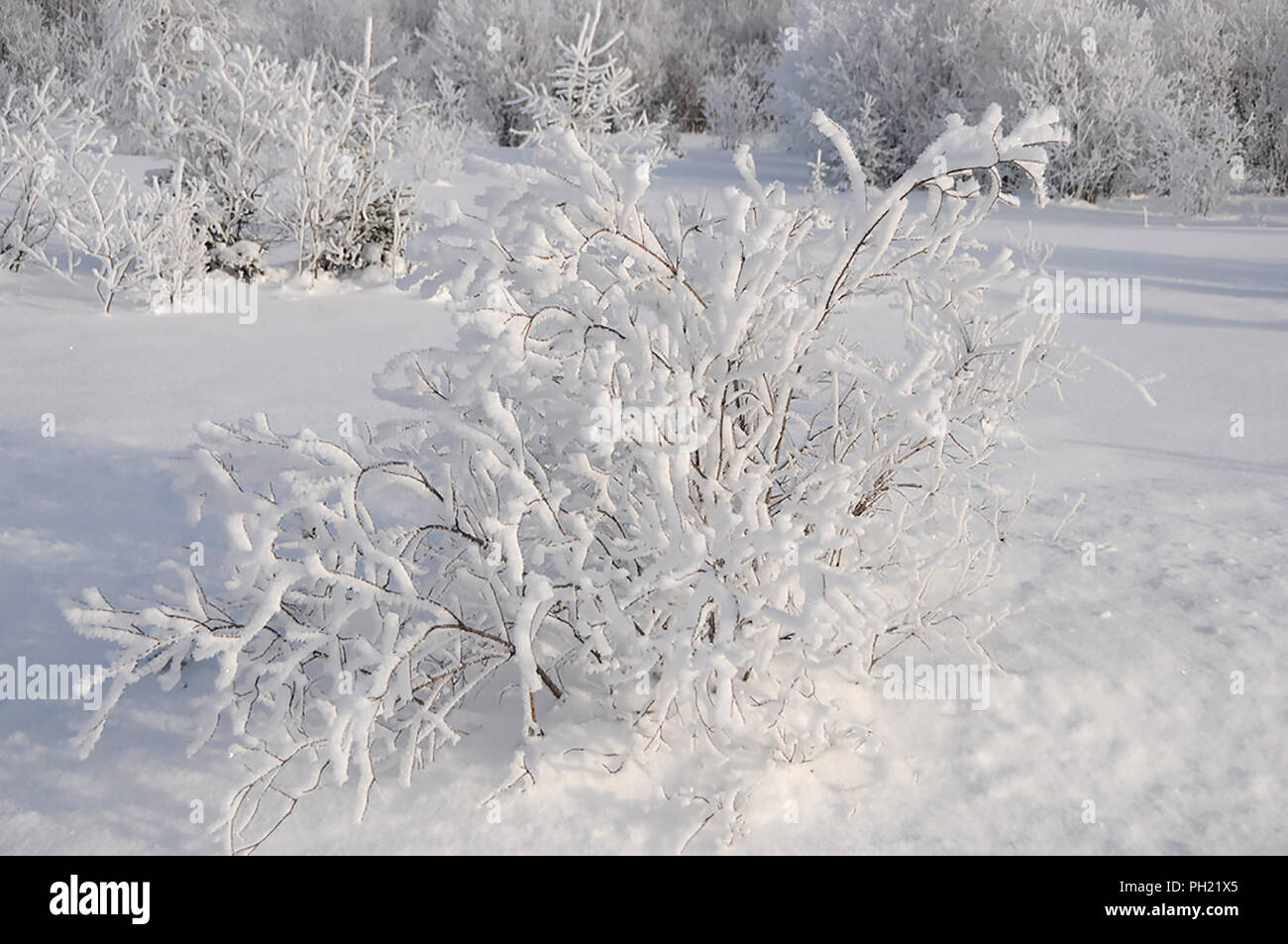 Paesaggio invernale visualizzando la sua coltre bianca su alberi. Foto Stock