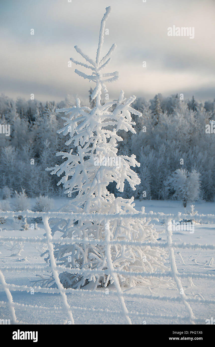 Paesaggio invernale visualizzando la sua coltre bianca su alberi. Foto Stock