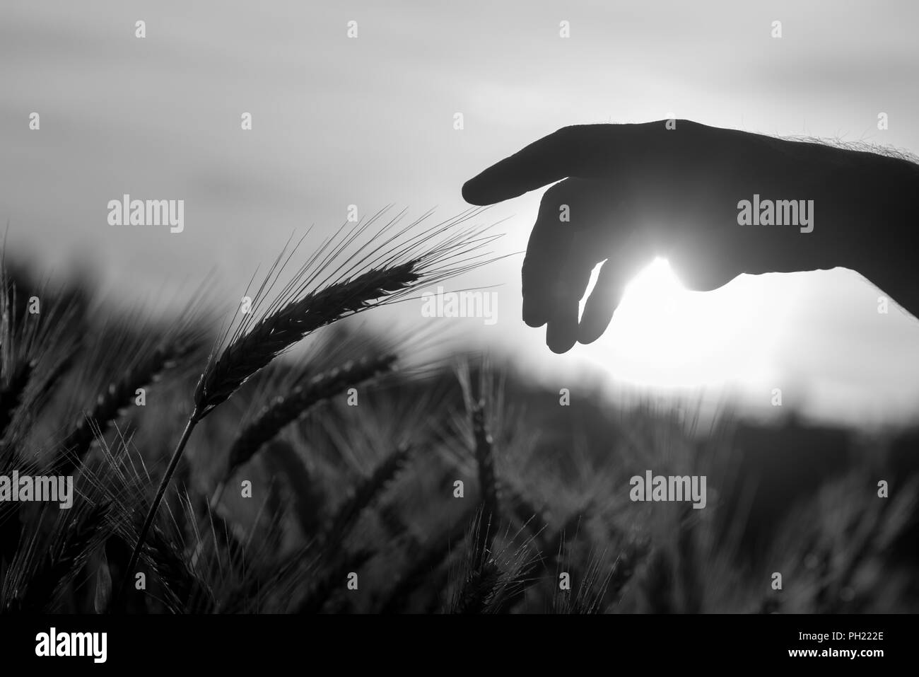 Immagine in bianco e nero del profilarsi la mano di una persona che si allunga fino a toccare una spiga di grano. Foto Stock