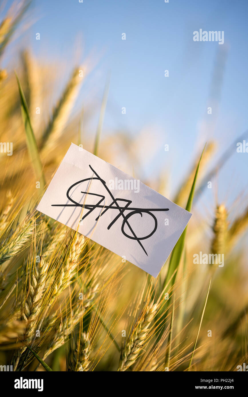 Nessun OGM ammessi concetto con un background ancora fresche e dorate di maturazione di grano in un campo agricolo e una nota manoscritta in primo piano con G Foto Stock