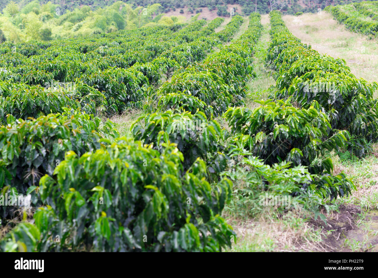 Caffè da agricoltura biologica agriturismo, piantagione di caffè nel bellissimo agriturismo Foto Stock