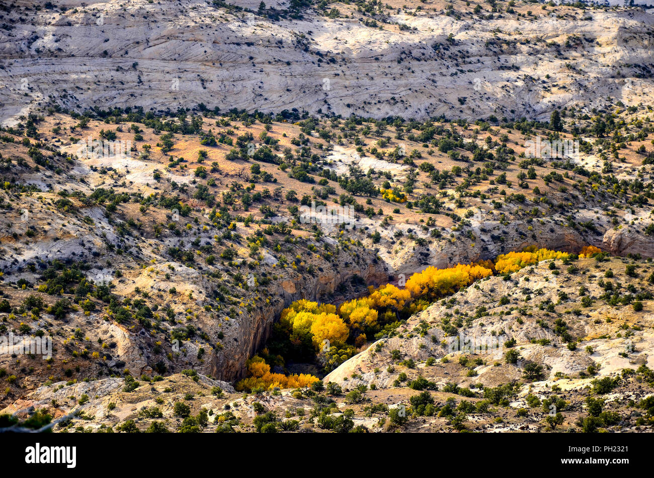 Vista aerea del dorato brillante giallo e il fogliame di autunno in un canyon lungo il 'Hogback" dell'Autostrada 12 Scenic Byway nello Utah Foto Stock