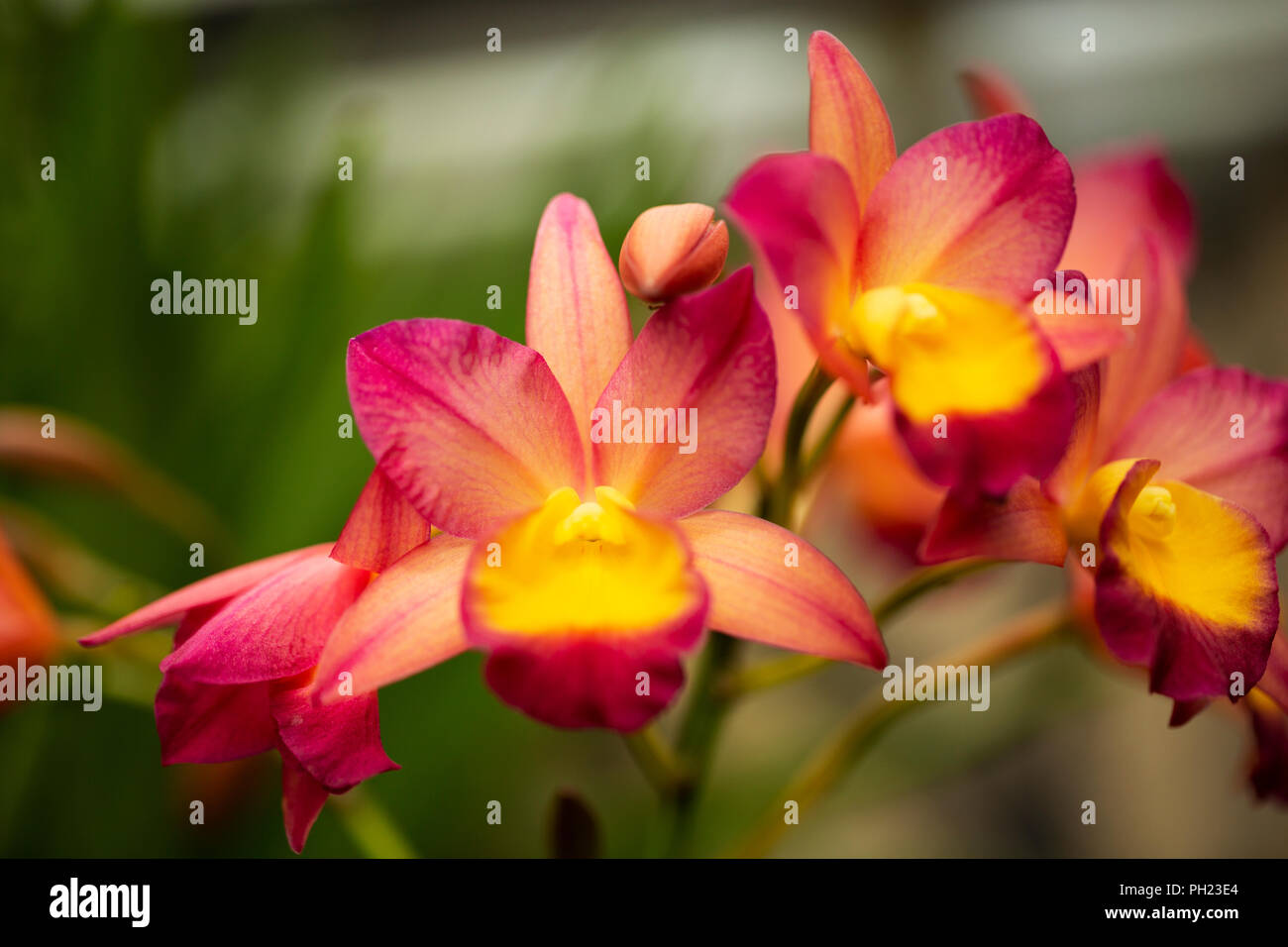 Una fotografia macro di un Laeliocatonia Renate S & W orchid ibrido. Foto Stock