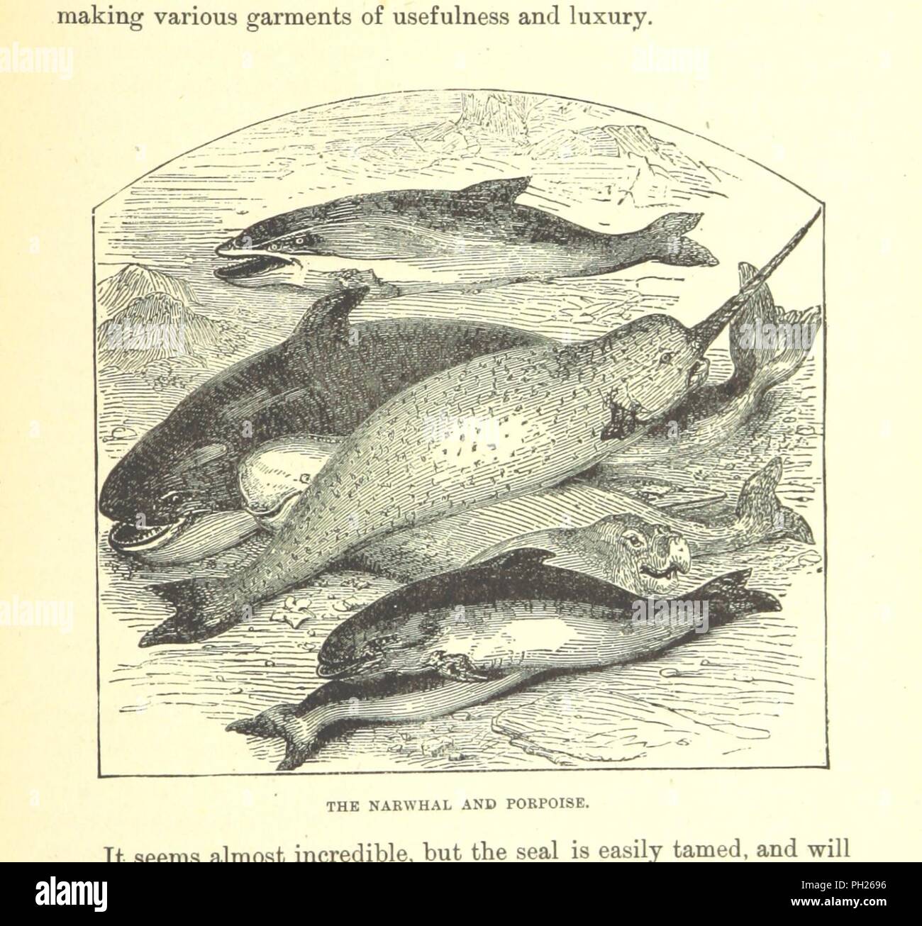 Immagine dalla pagina 213 di "la nostra terra del Nord essendo un account completo del nord-ovest Canadese e Hudson's Bay Percorso, insieme con un racconto di esperienze di della Baia di Hudson spedizione del 1884 . Illustrato, etc' dal0032. Foto Stock