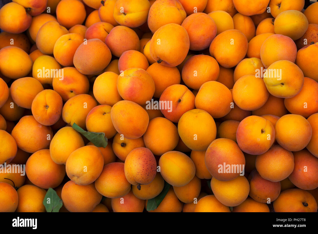 Fresche albicocche giallo come sfondo abbondanza simbolo del raccolto. Mangiare sano concetto con frutti maturi Foto Stock