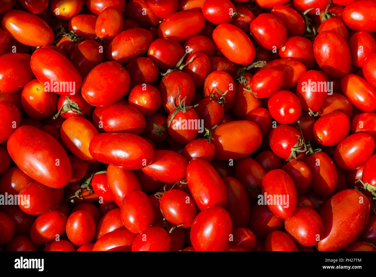 Fresca uva rossa sullo sfondo di pomodoro come abbondanza simbolo del raccolto. Cibo vegetariano concetto con verdura matura Foto Stock