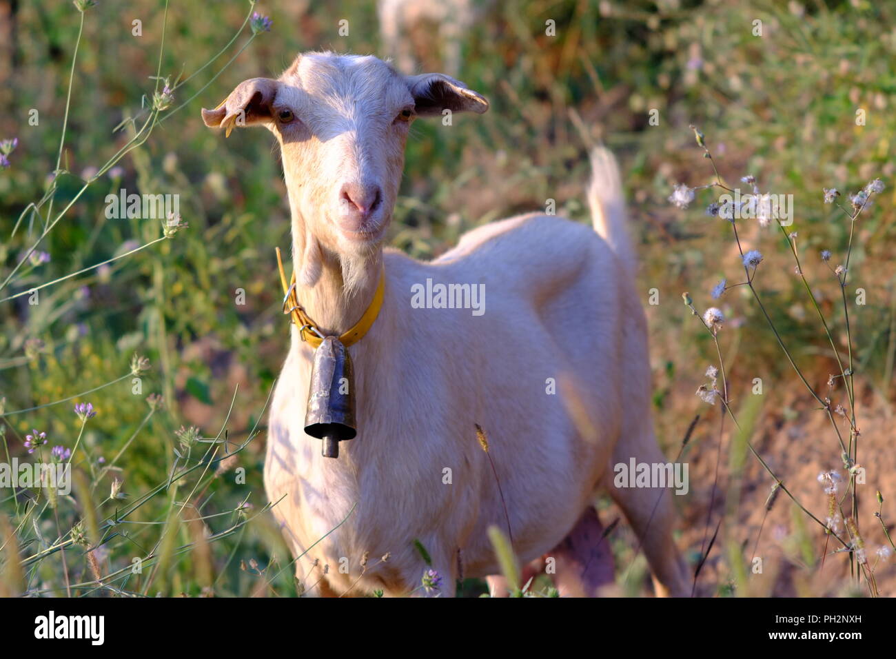 Capra bianca su una montagna di spagnolo. Foto Stock