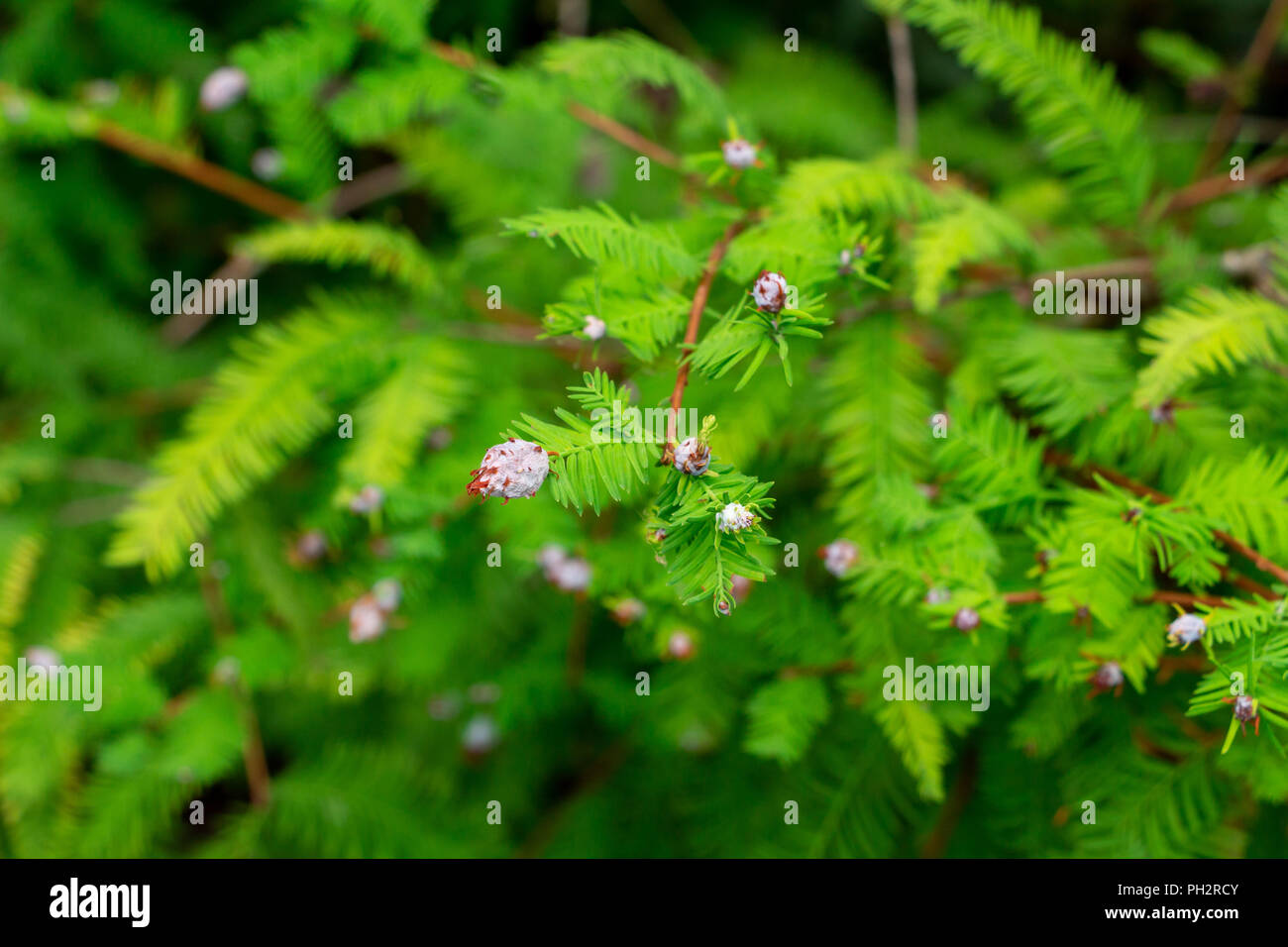 Cipresso calvo (Taxodium distichum) infestati con cipressi ramoscello gall midge (Taxodiomyia cupressiananassa), closeup - Davie, Florida, Stati Uniti d'America Foto Stock