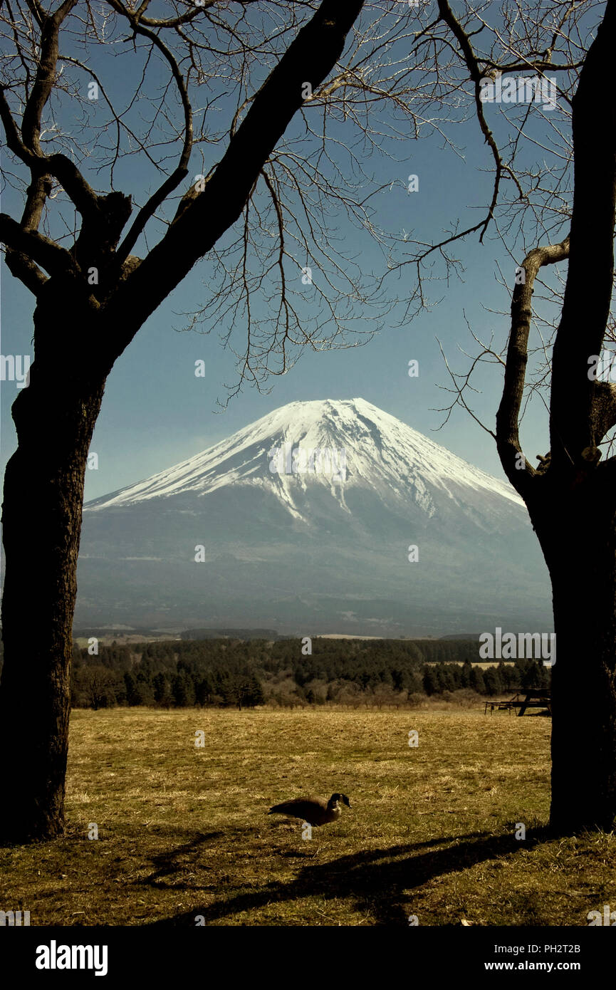 Il monte Fuji visto da Fumotoppara zona di campeggio su un cammino che porta il trekking attraverso le parti di ricambio dell'altopiano Asagiri nella Prefettura di Shizuoka Giappone il 22 marzo 20 Foto Stock