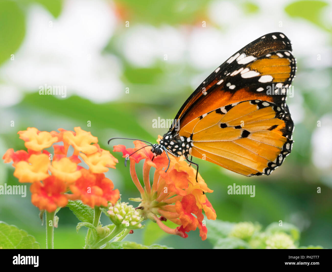 Farfalla monarca Foto Stock