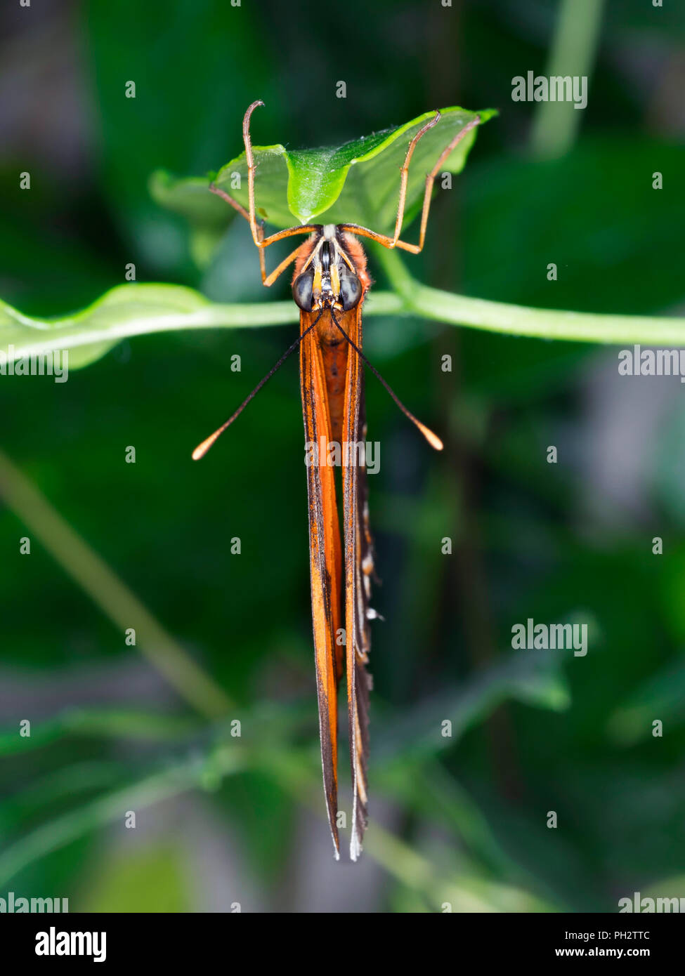 Butterfly, capovolto Foto Stock