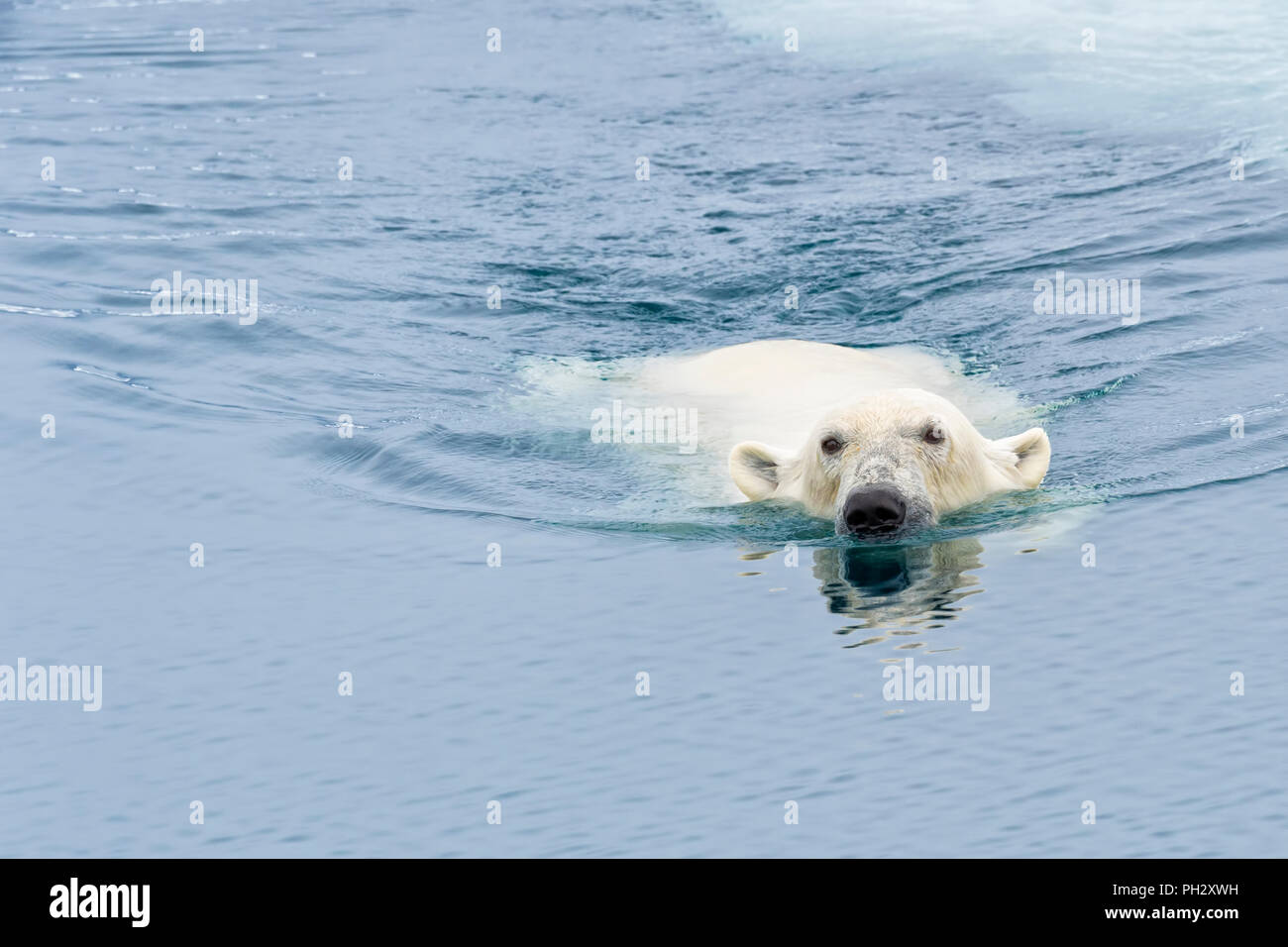 Orso polare (Ursus maritimus) nuoto attraverso la banchisa, arcipelago delle Svalbard, Norvegia Foto Stock