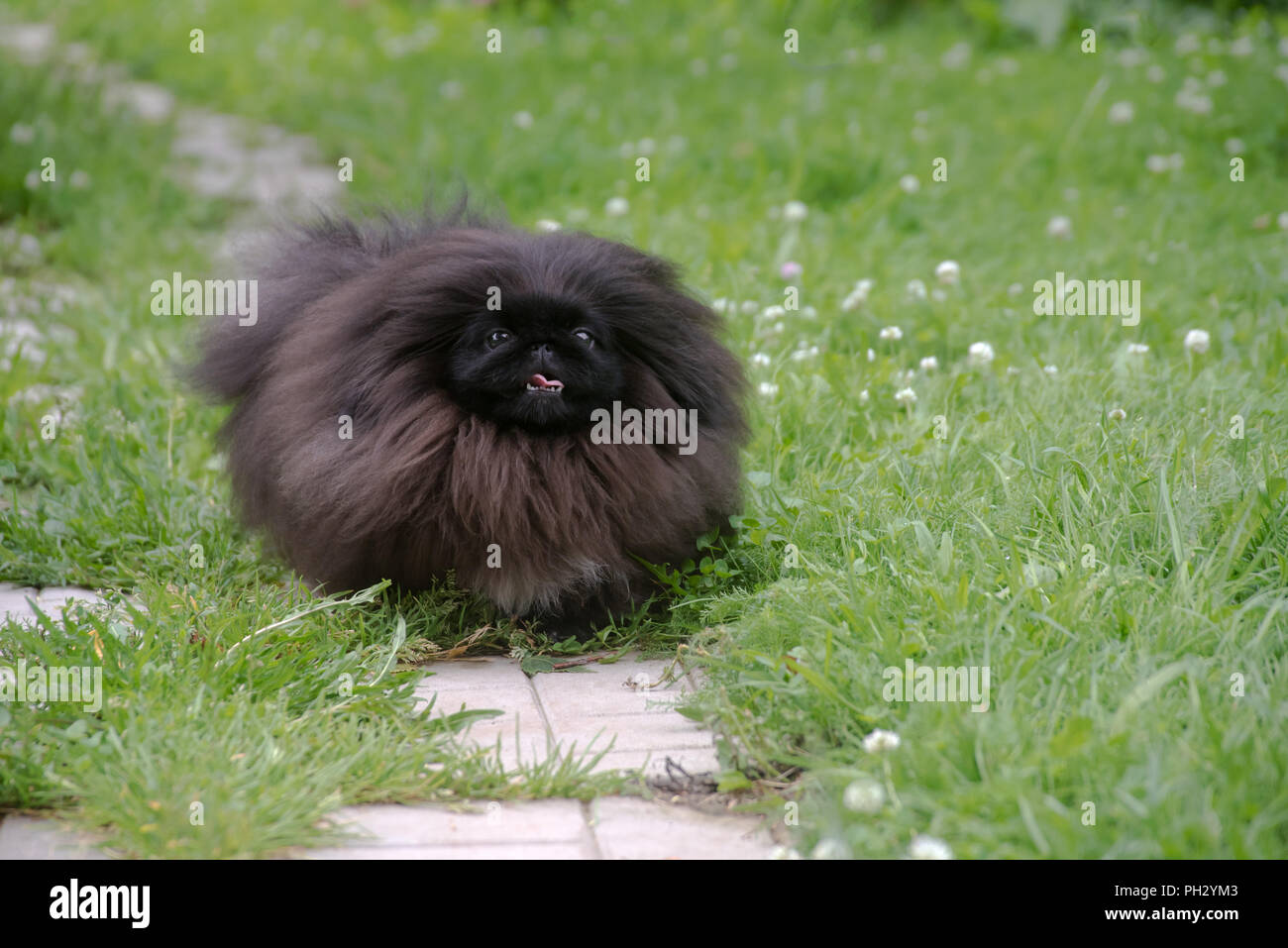 Grazioso cucciolo nero funny pekingese dog sull'erba Foto Stock