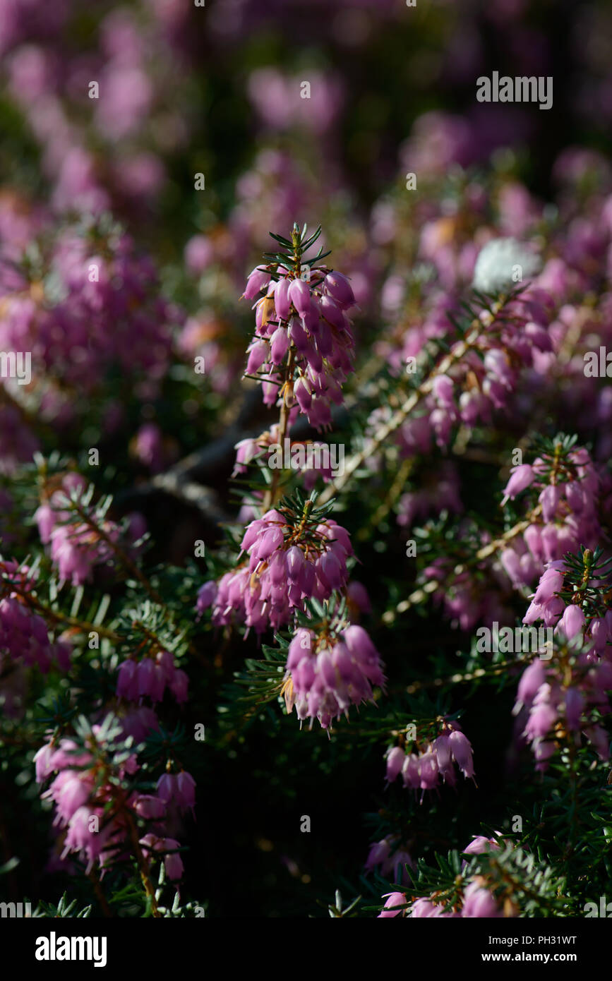 Erica carnea dicembre rosso Foto Stock
