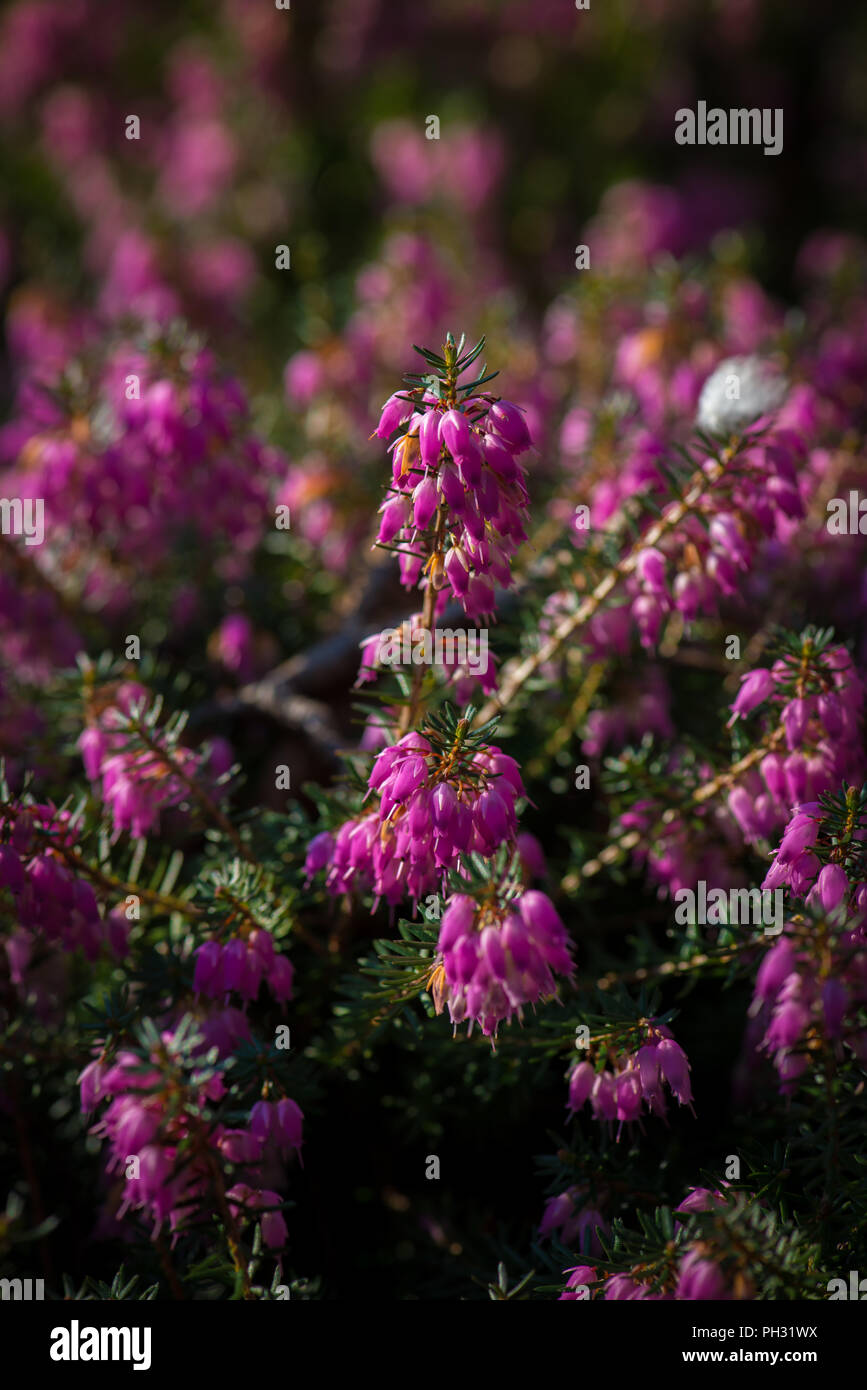 Erica carnea dicembre rosso Foto Stock