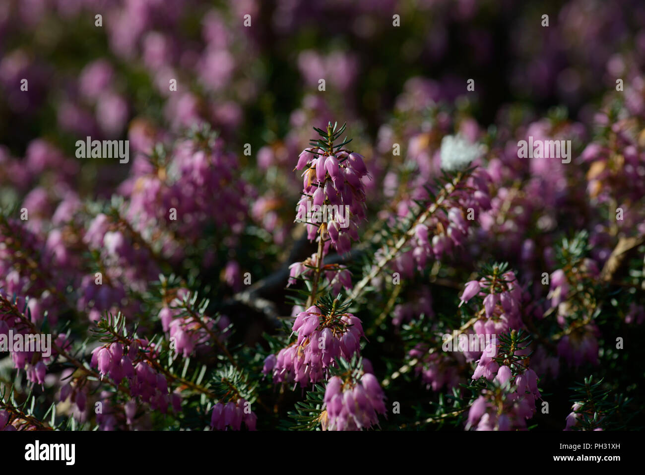Erica carnea dicembre rosso Foto Stock