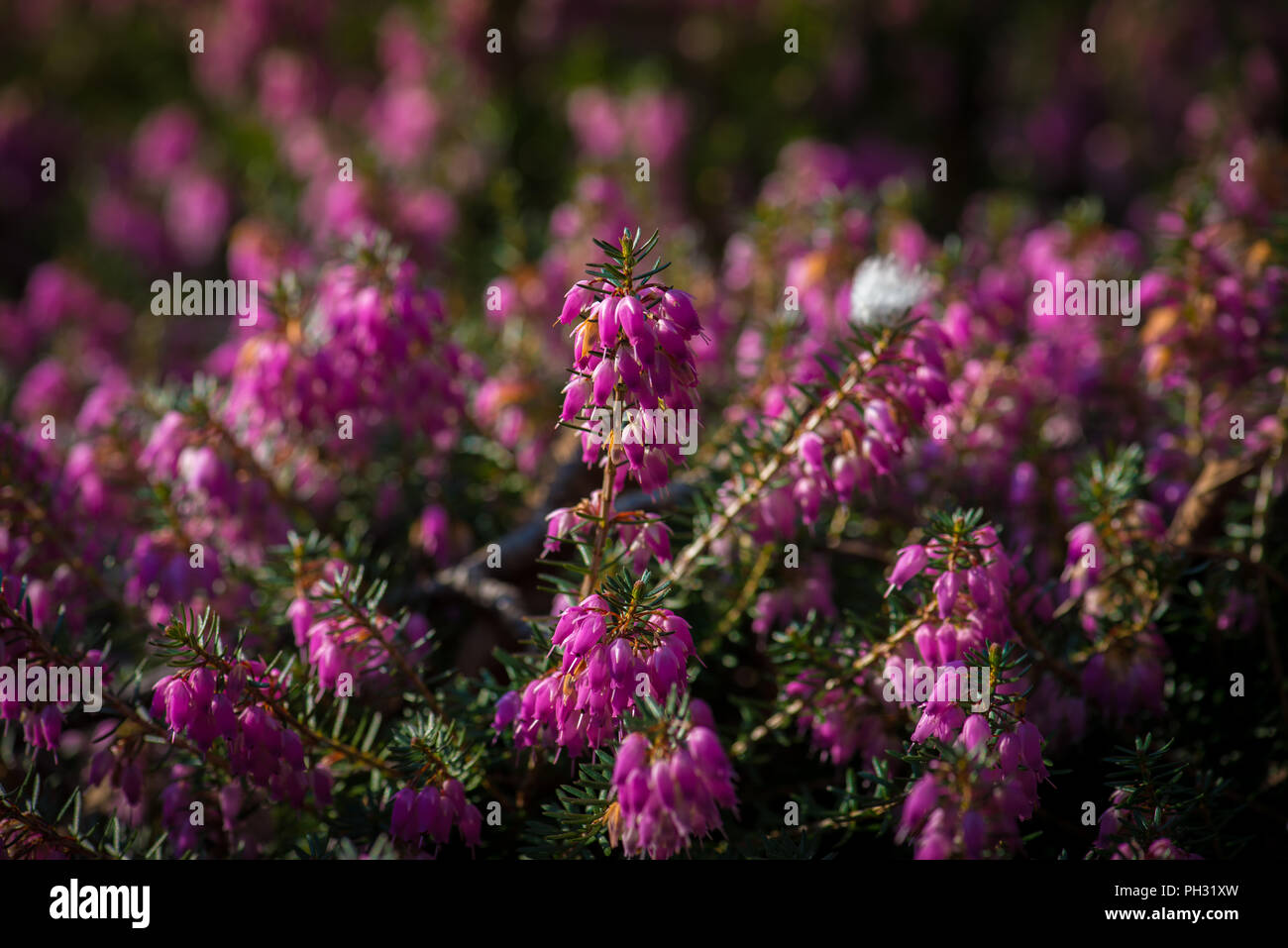 Erica carnea dicembre rosso Foto Stock