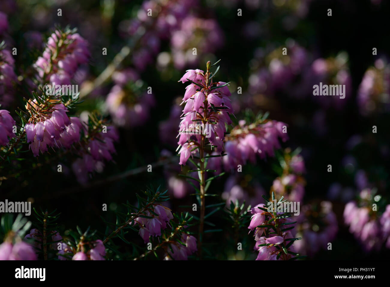 Erica carnea dicembre rosso Foto Stock