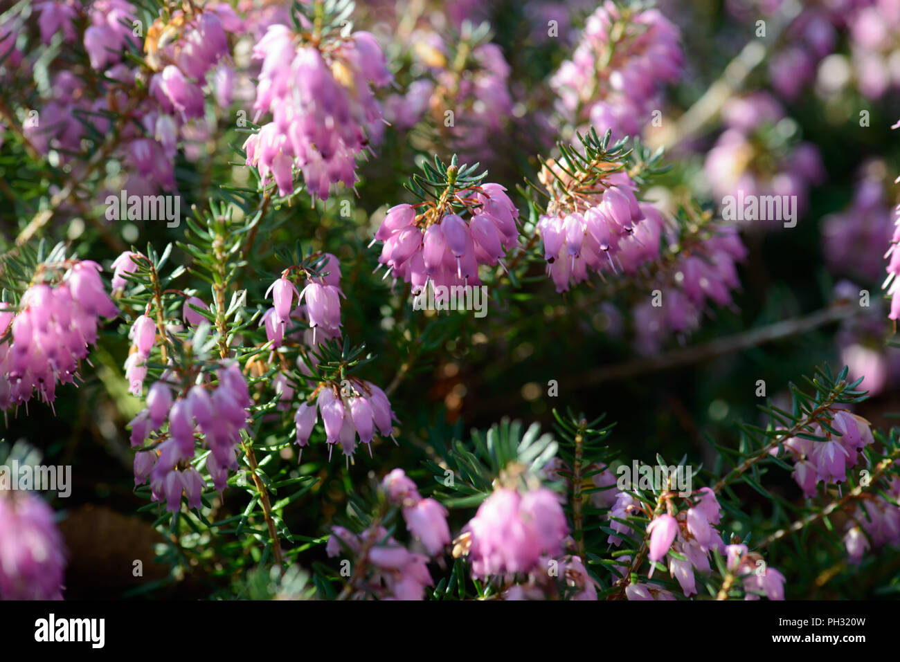 Erica carnea dicembre rosso Foto Stock