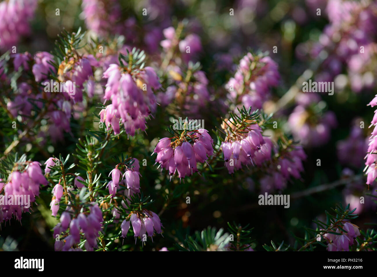 Erica carnea dicembre rosso Foto Stock