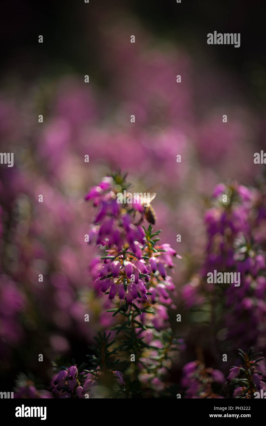 Erica carnea Jason Attwarer Foto Stock