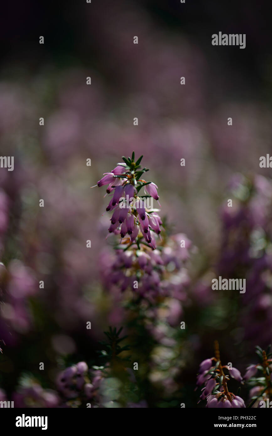 Erica carnea Jason Attwarer Foto Stock