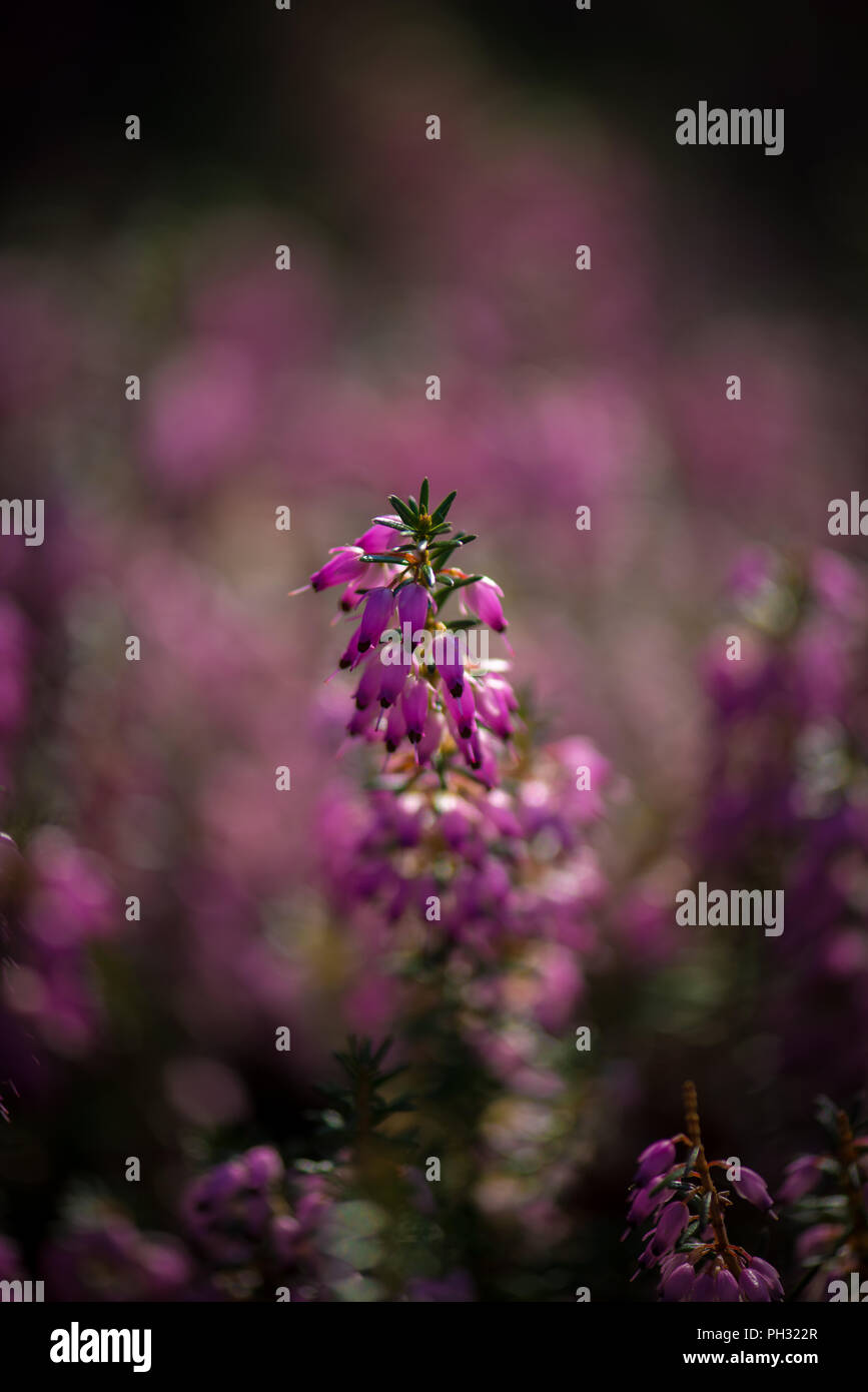 Erica carnea Jason Attwarer Foto Stock