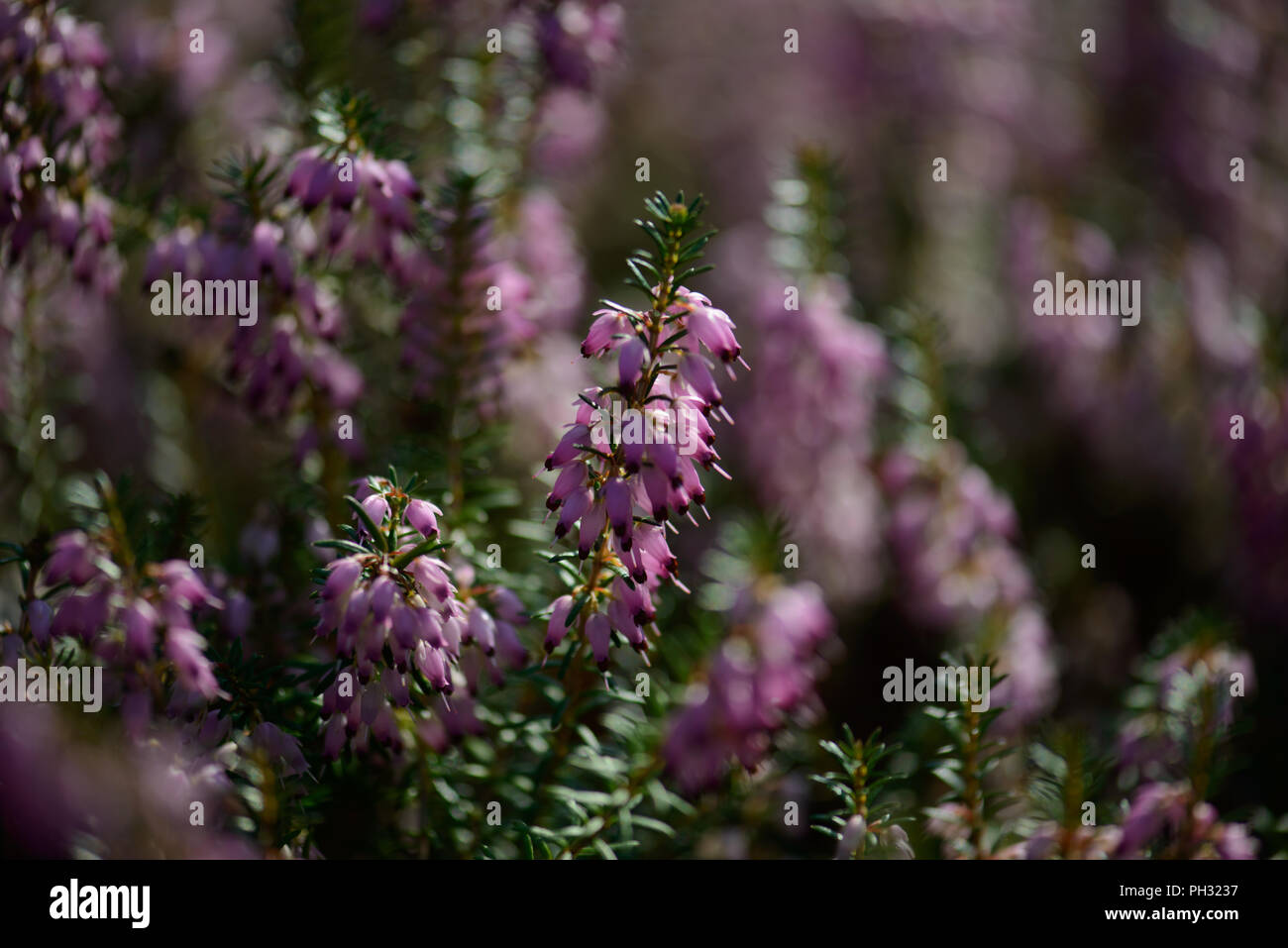 Erica carnea Jason Attwarer Foto Stock