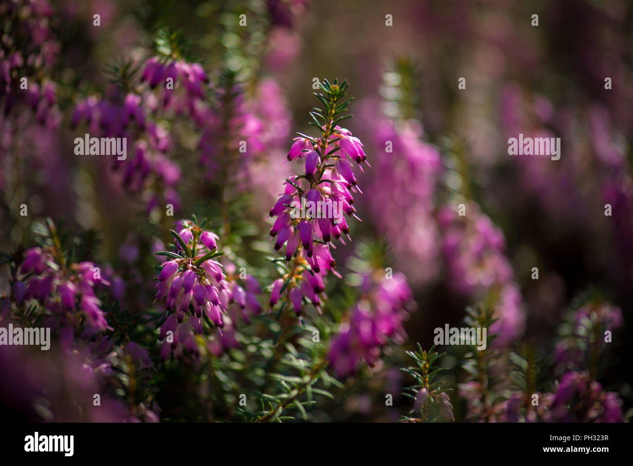 Erica carnea Jason Attwarer Foto Stock