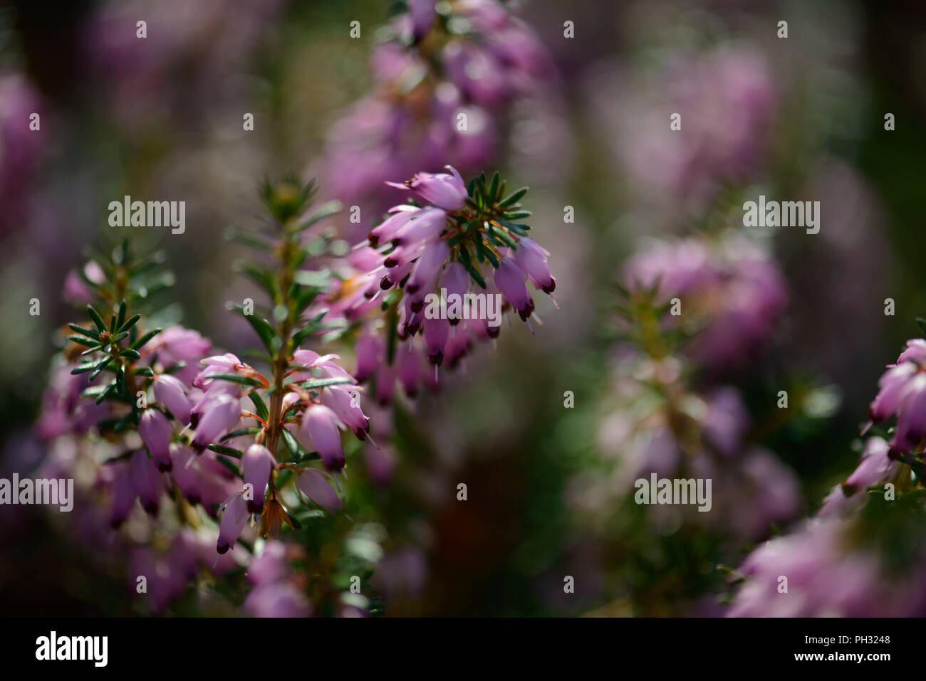 Erica carnea Jason Attwarer Foto Stock