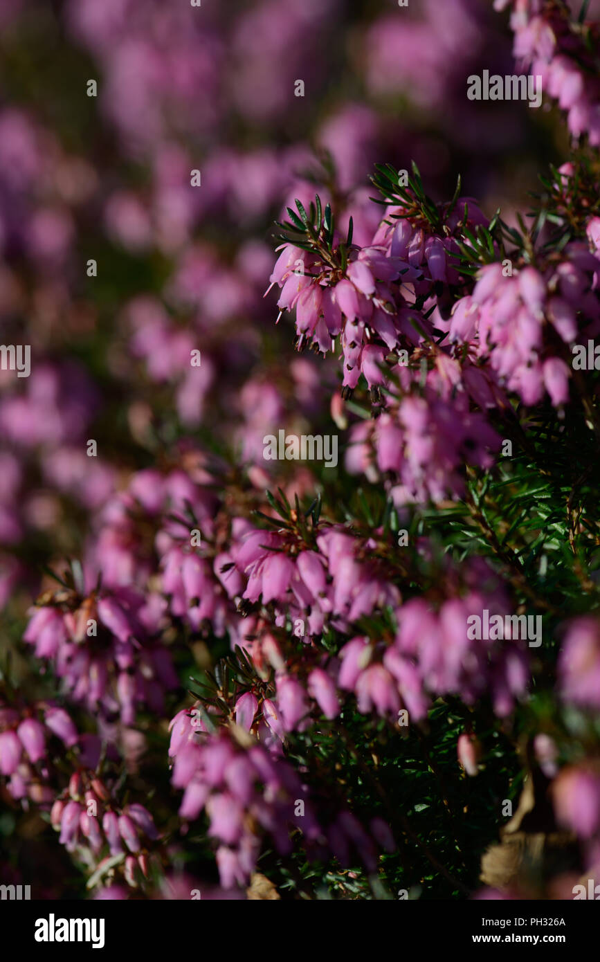 Erica carnea Wintersonne / sole invernale Foto Stock