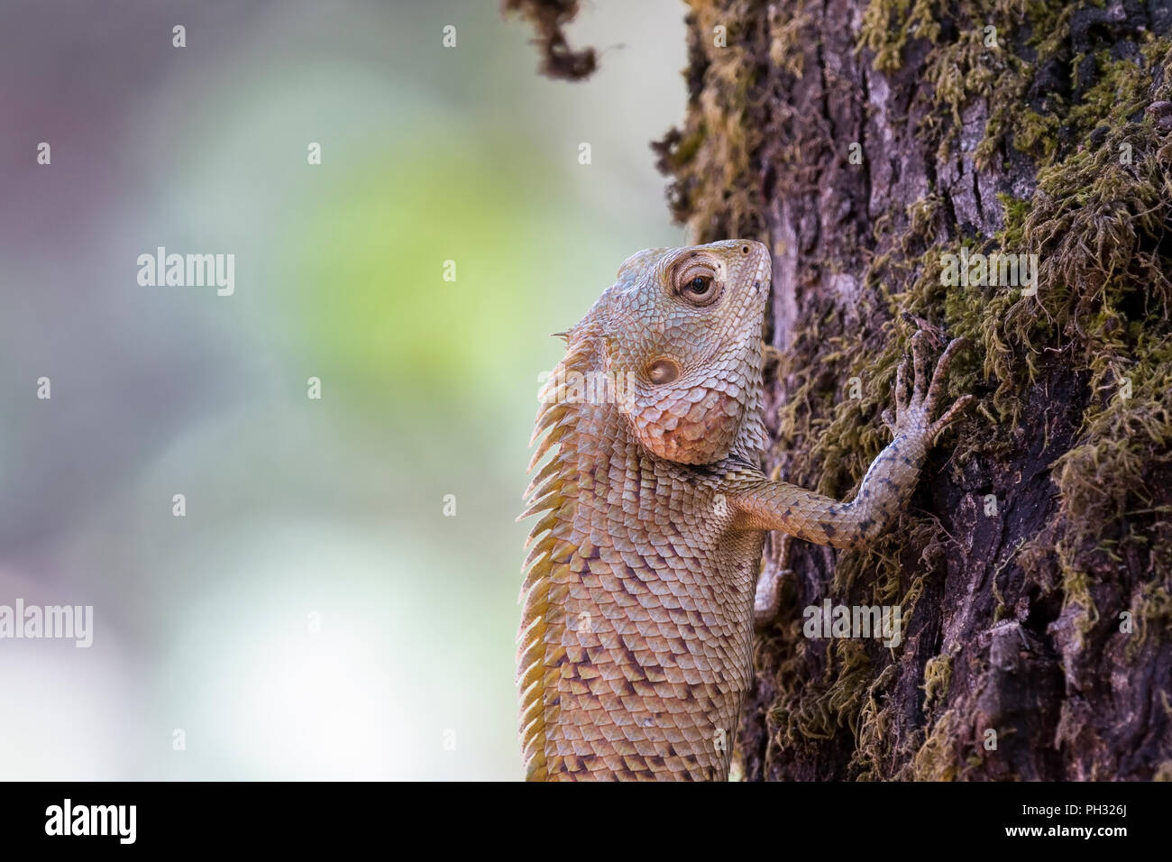 Calotes versicolor, Oriental Garden Lizard, salendo un albero Foto Stock