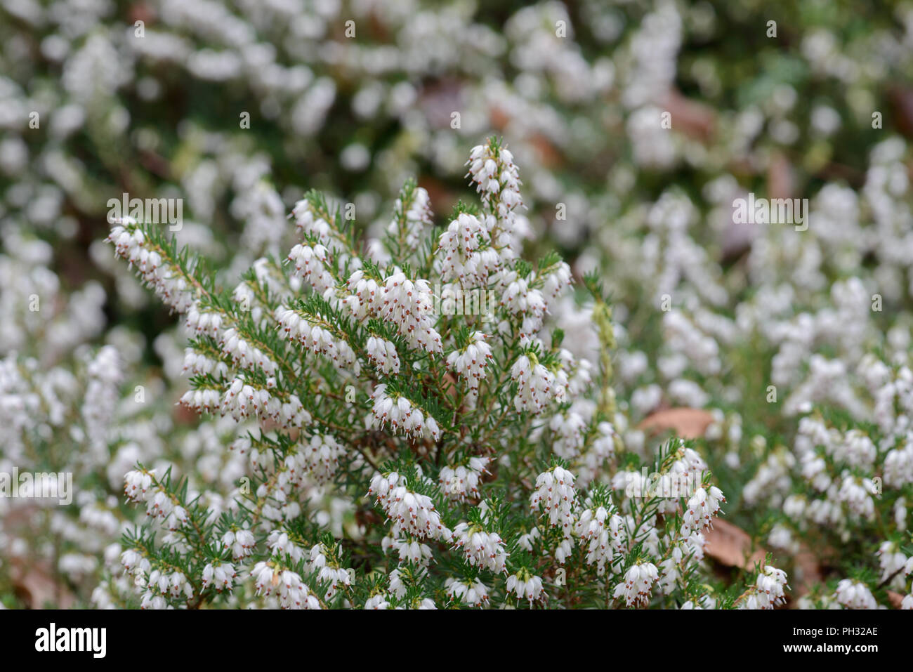 Erica carnea James Blackhouse Foto Stock