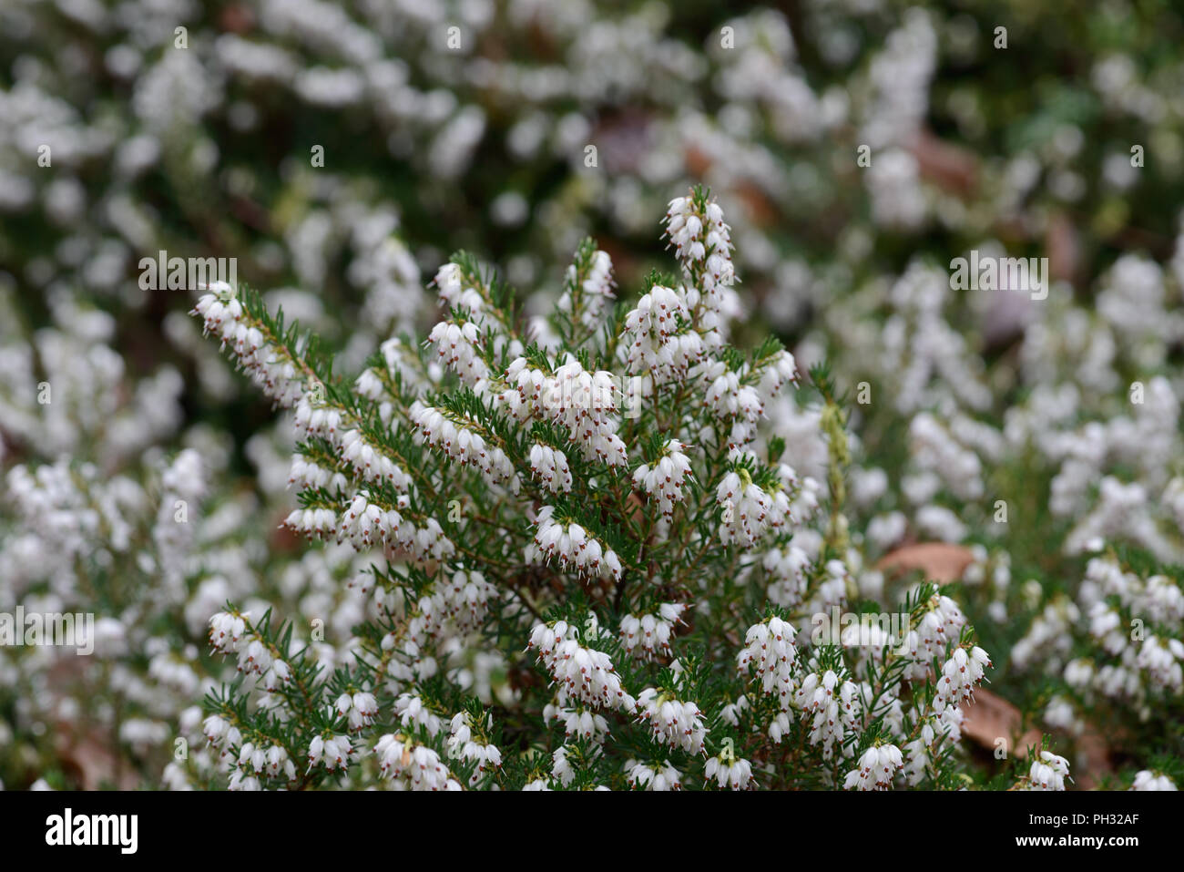 Erica carnea James Blackhouse Foto Stock