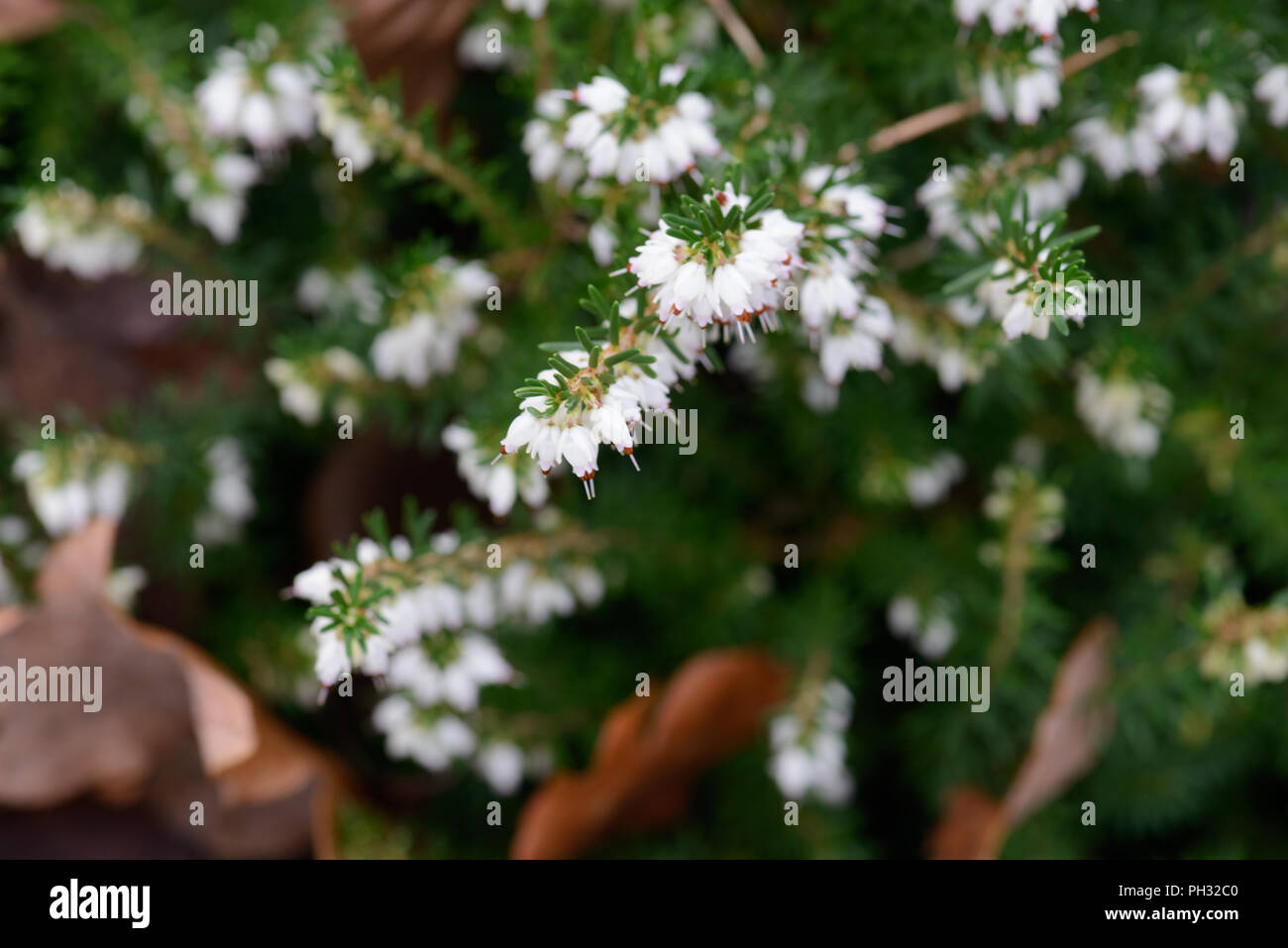Erica carnea James Blackhouse Foto Stock