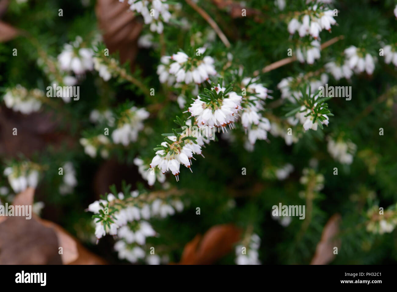 Erica carnea James Blackhouse Foto Stock