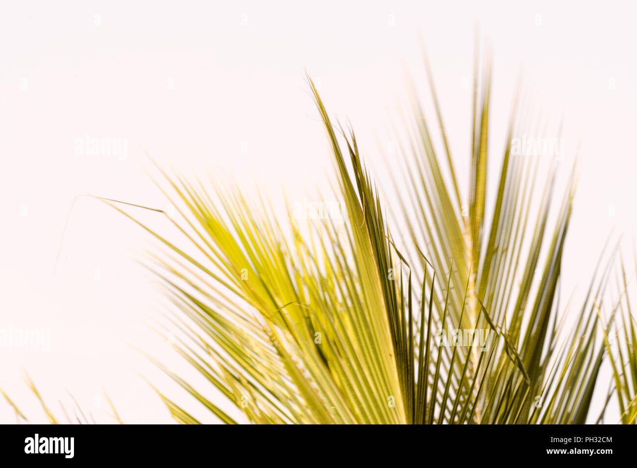 Foglie di noce di cocco o di fronde, luce della sera, ventoso Foto Stock