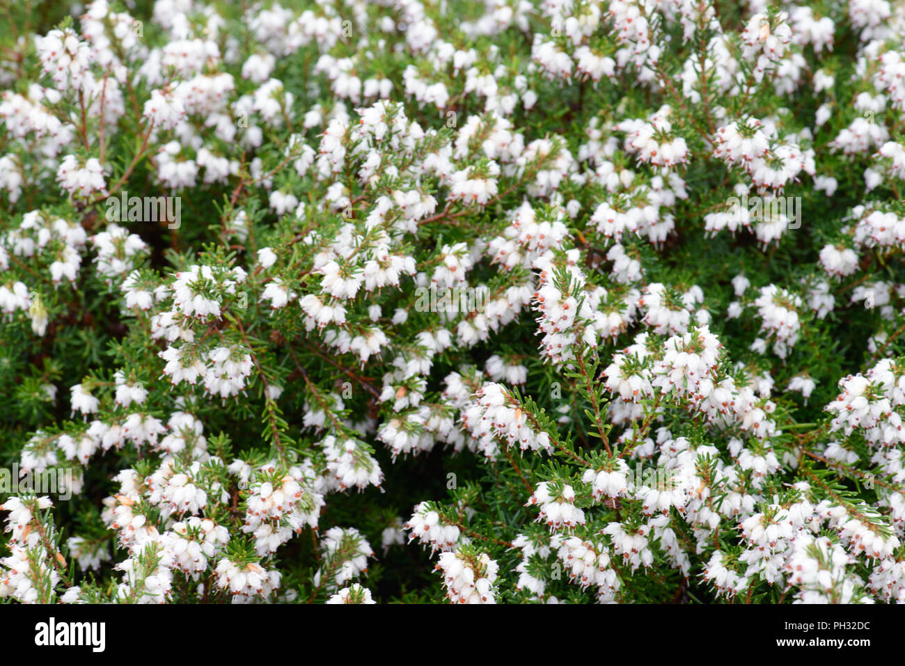 Erica carnea startler Foto Stock