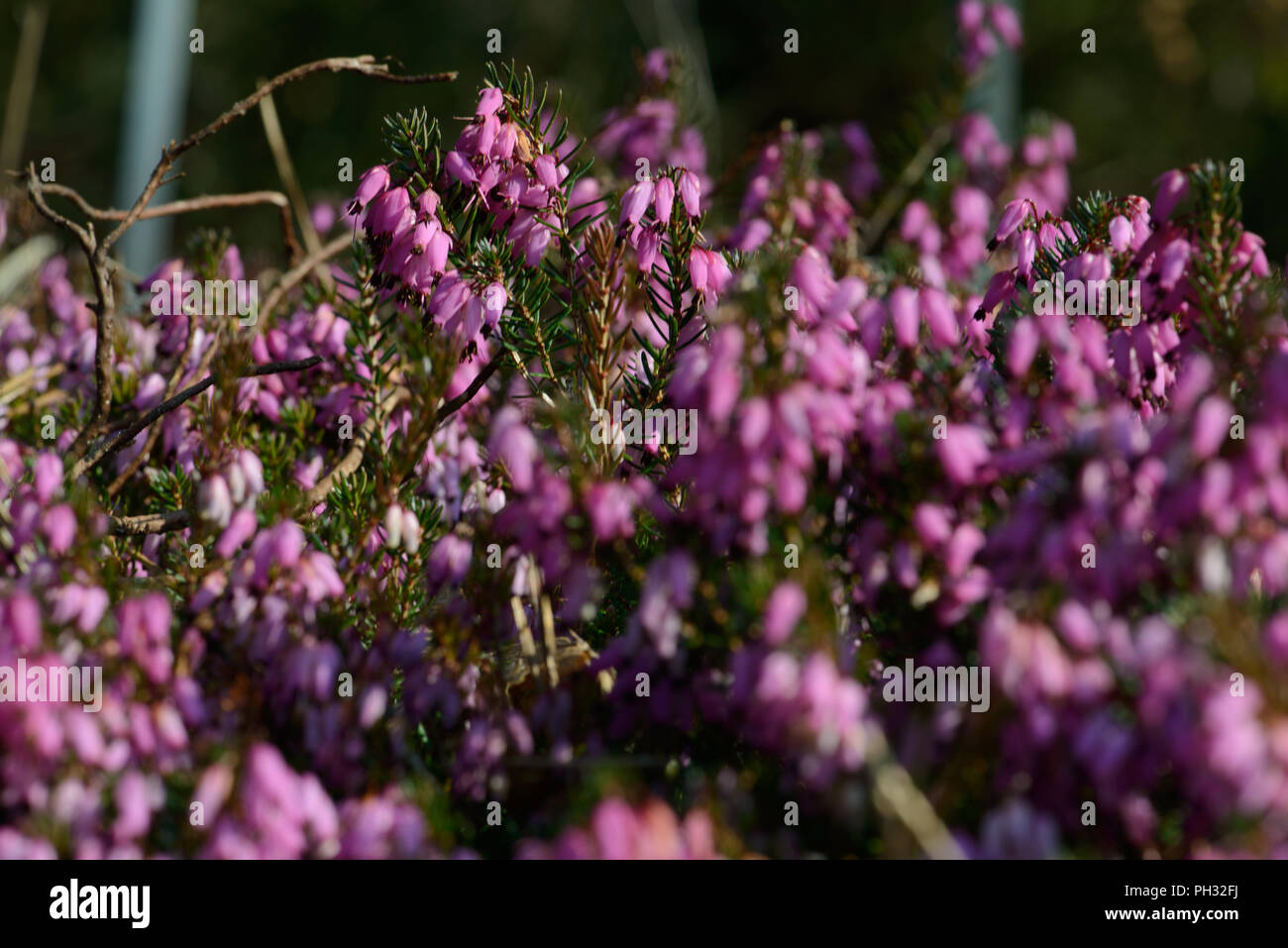 Erica carnea Atorubra Foto Stock