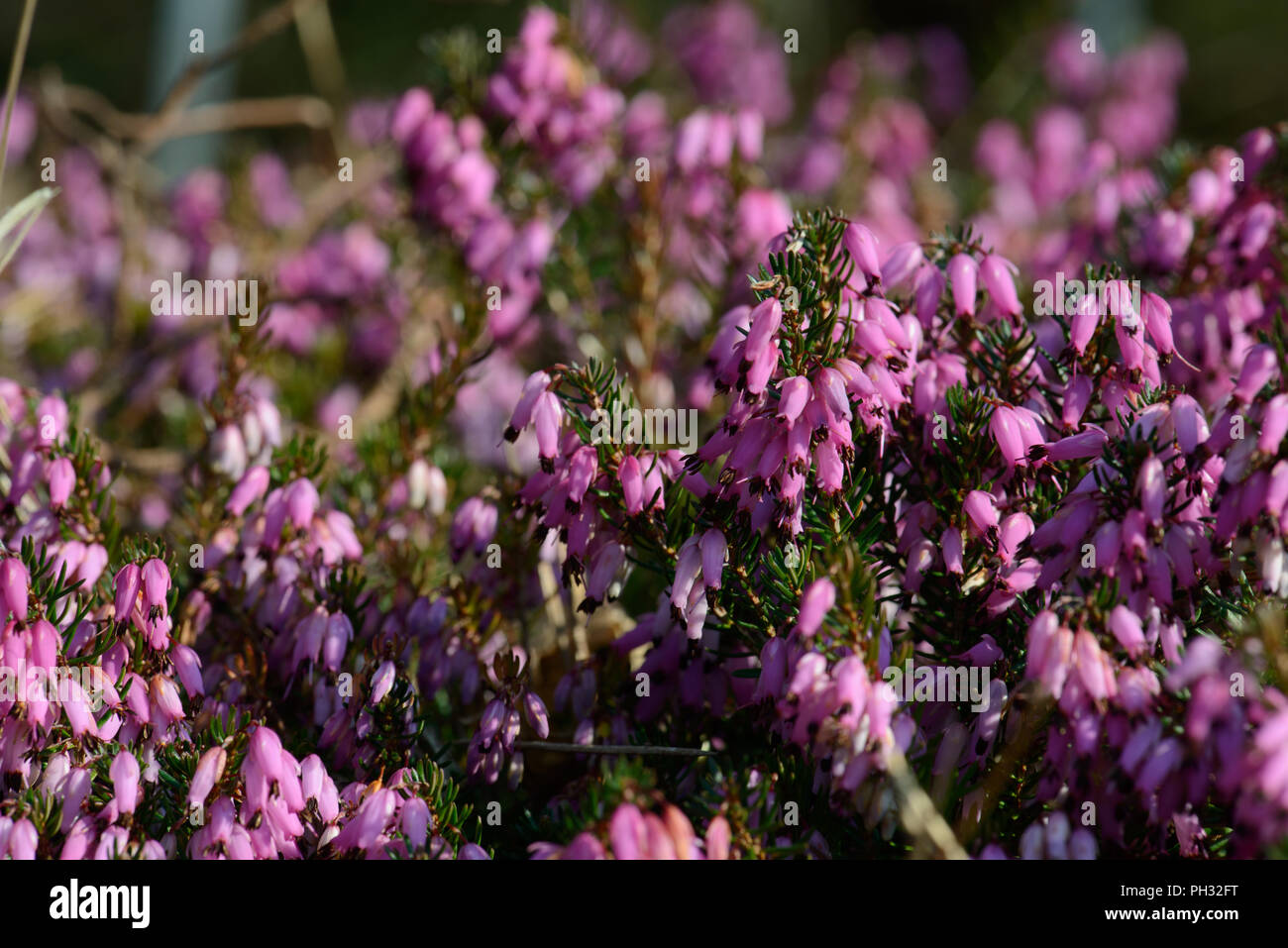 Erica carnea Atorubra Foto Stock