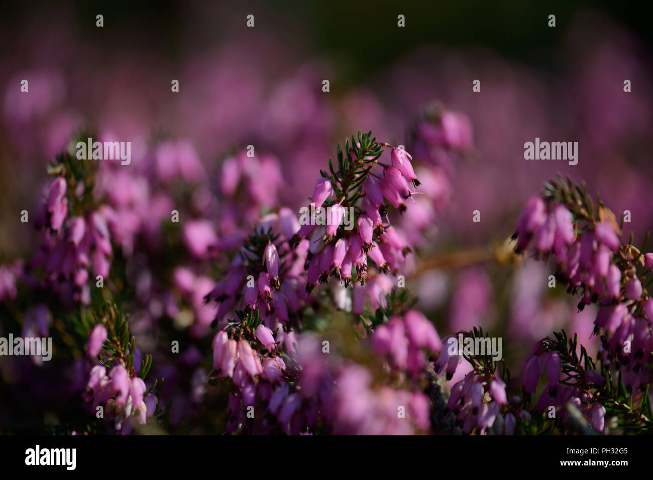 Erica carnea Atorubra Foto Stock