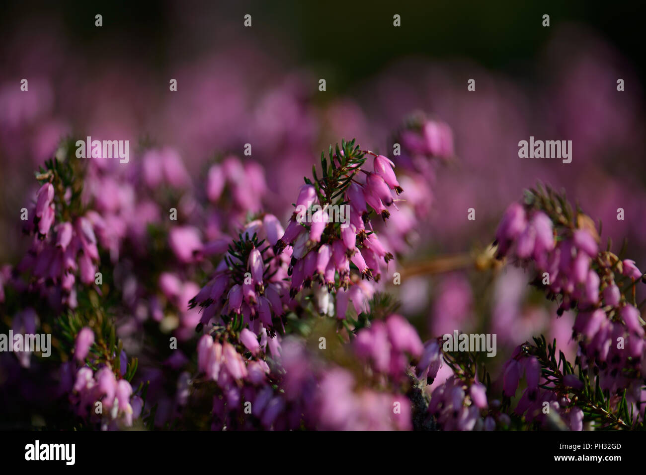 Erica carnea Atorubra Foto Stock